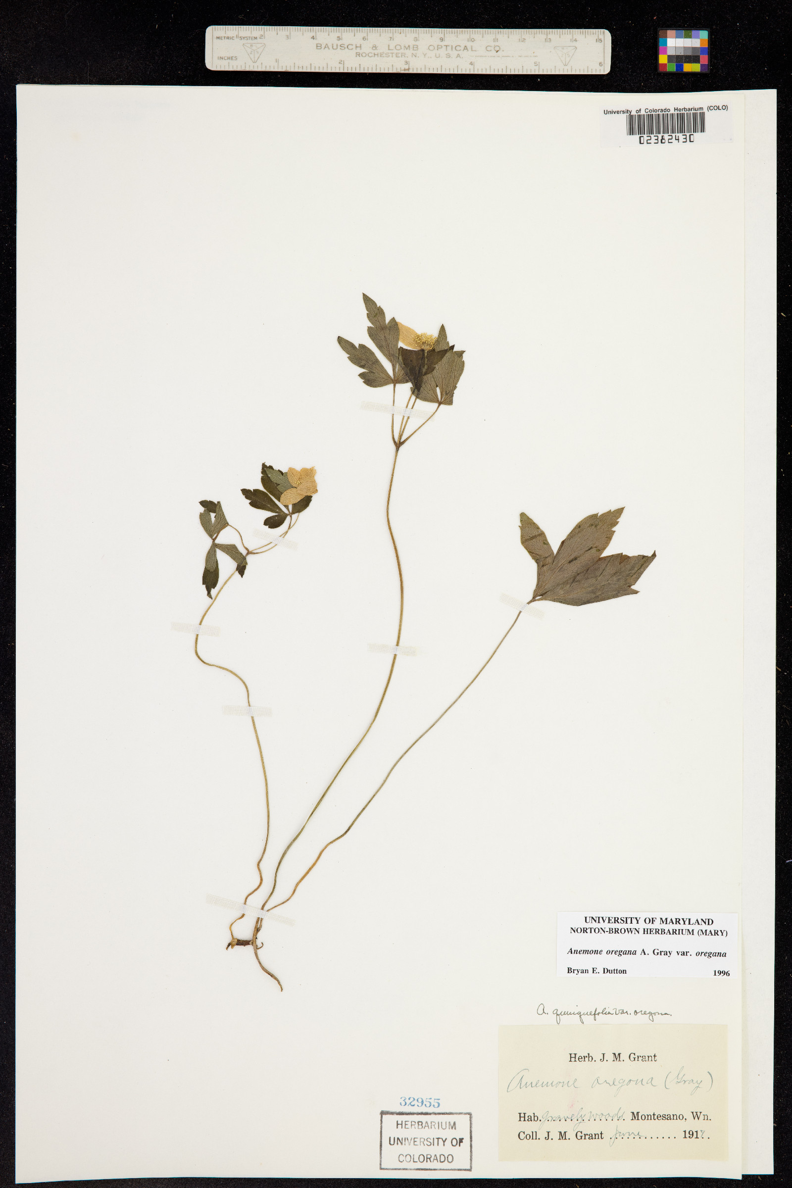 Anemone oregana image