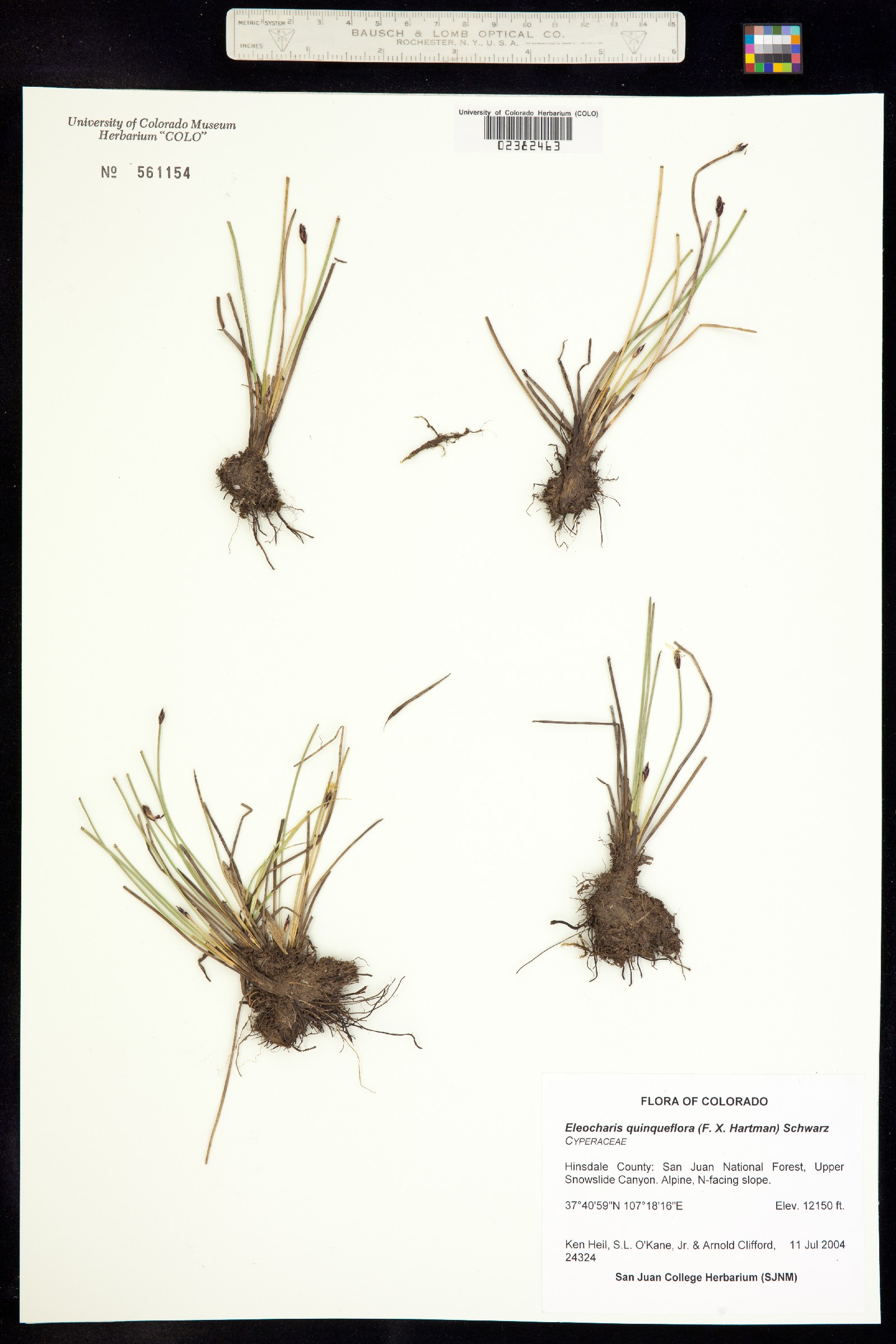 Eleocharis quinqueflora image