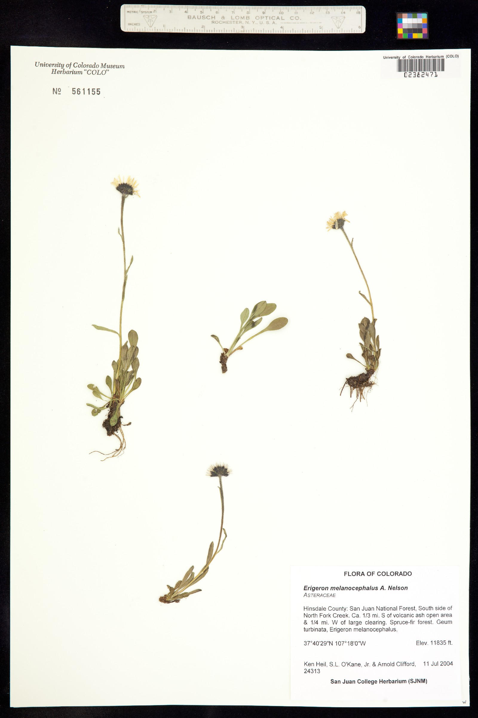 Erigeron melanocephalus image