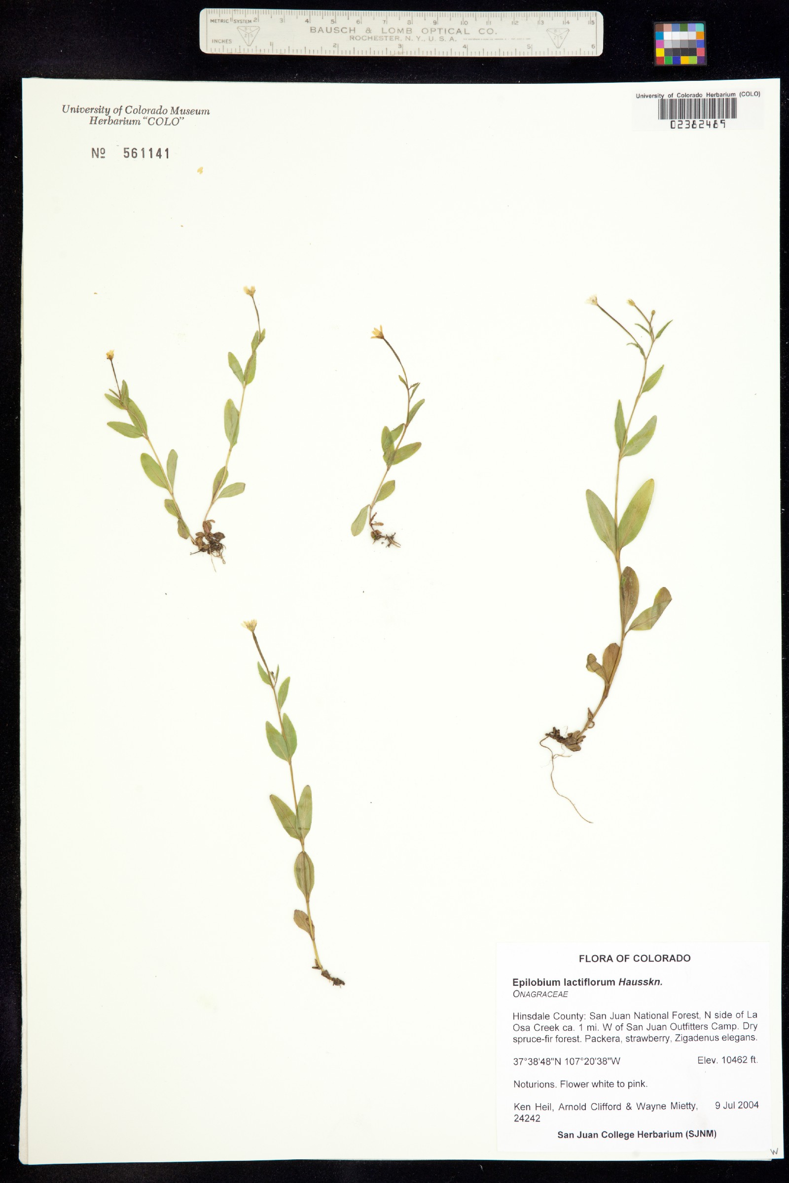 Epilobium lactiflorum image