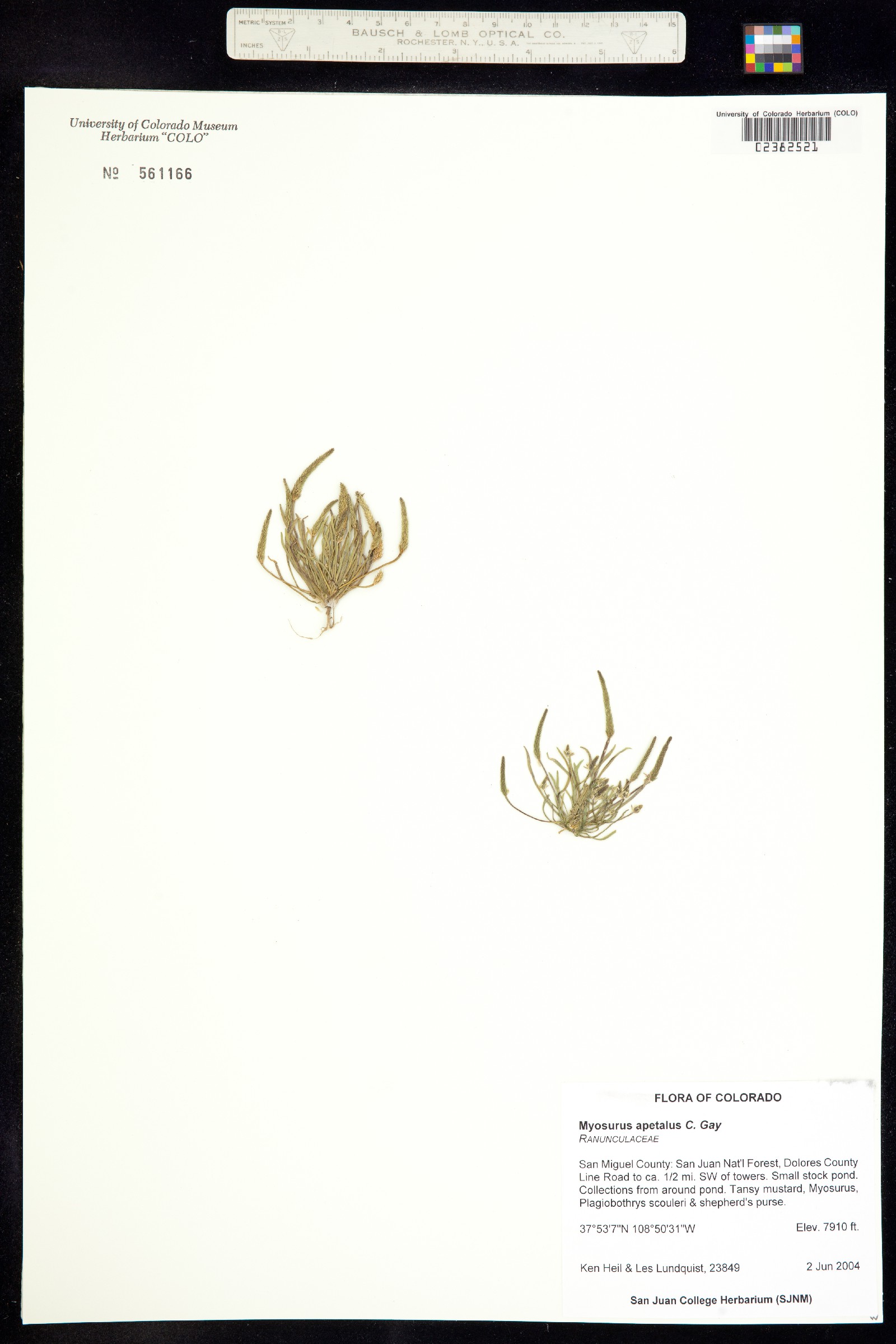 Myosurus apetalus image