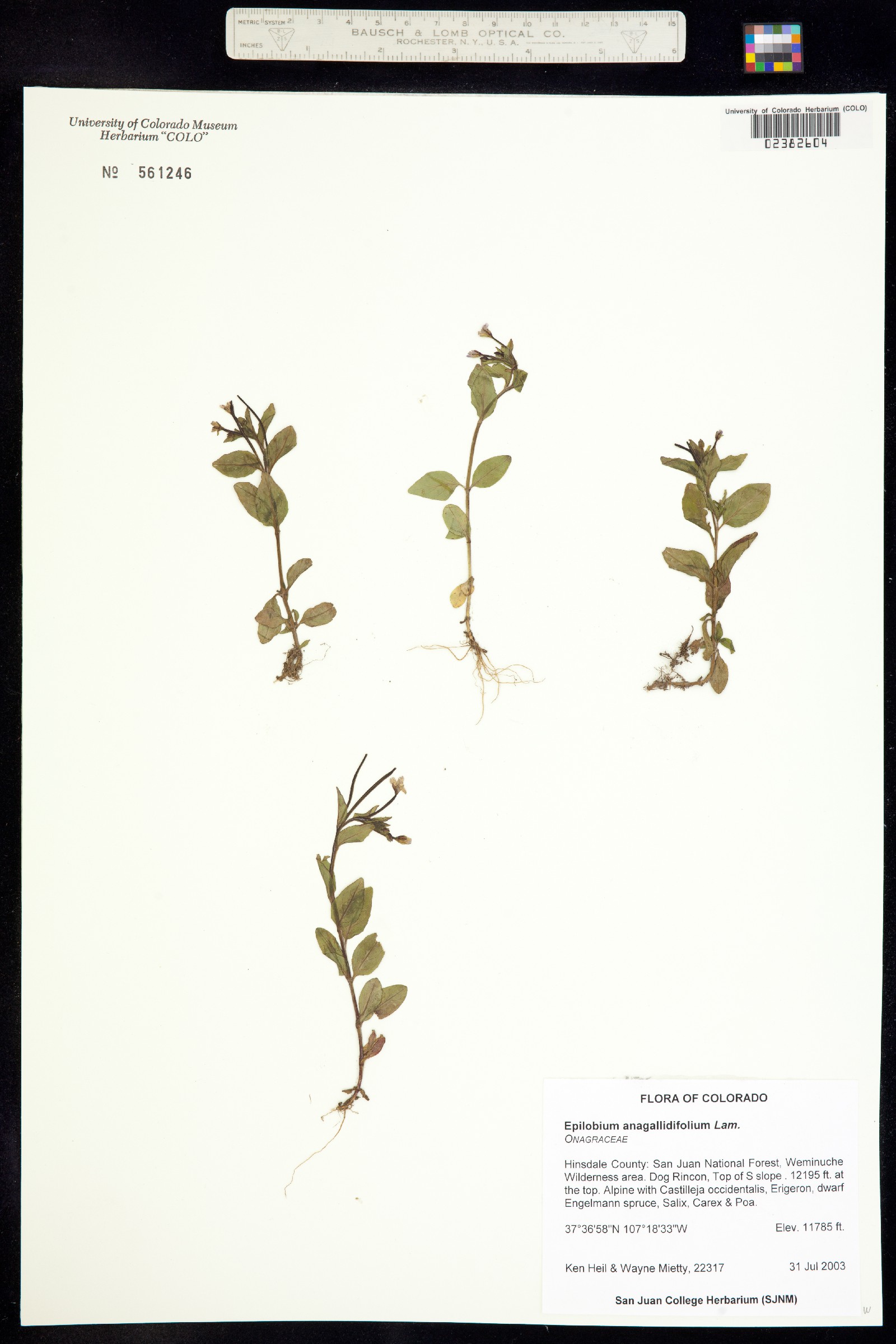 Epilobium anagallidifolium image