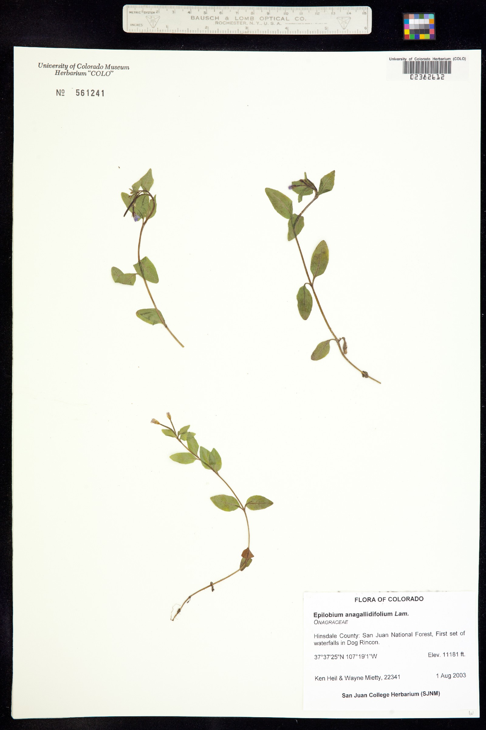 Epilobium anagallidifolium image