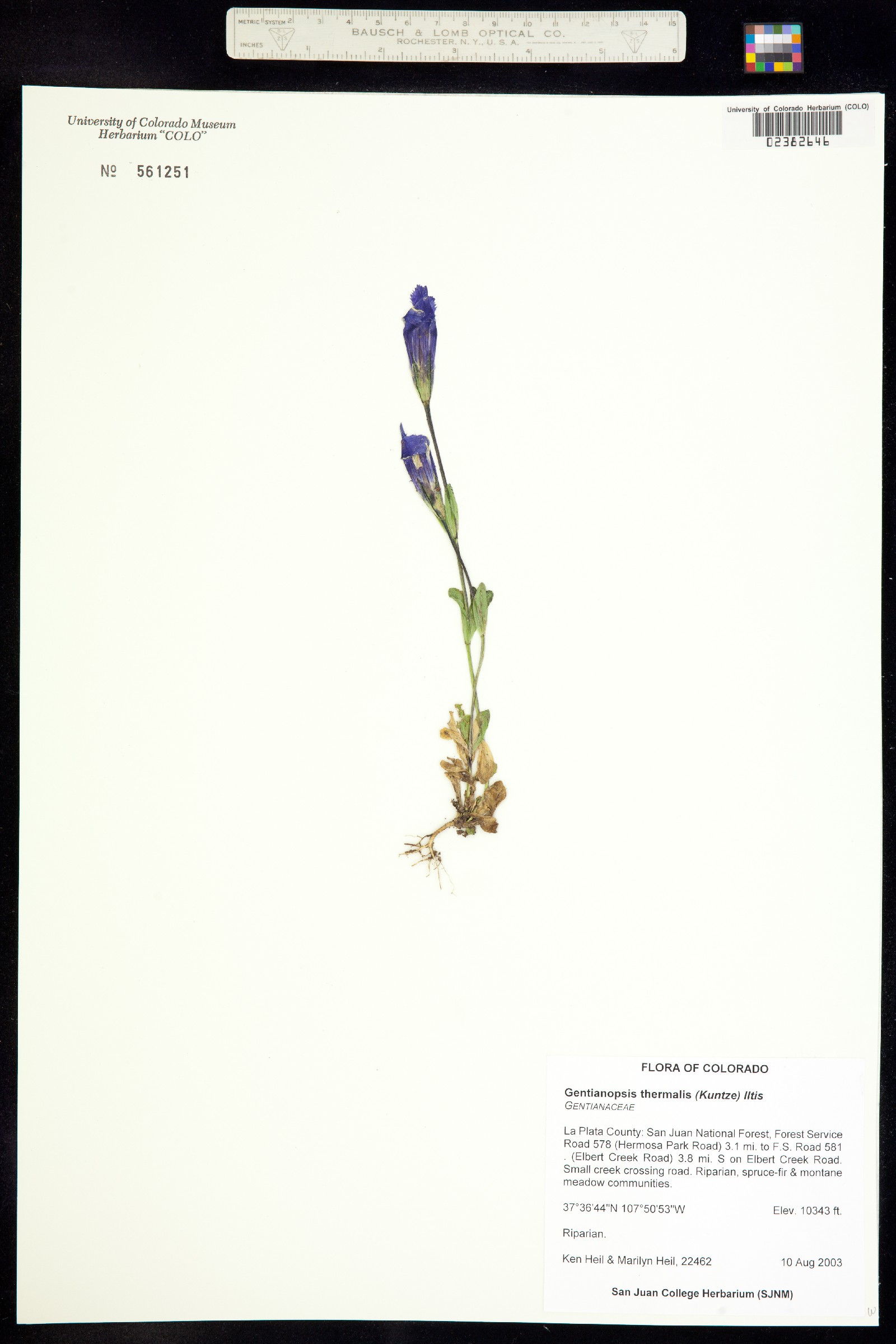 Gentianopsis thermalis image