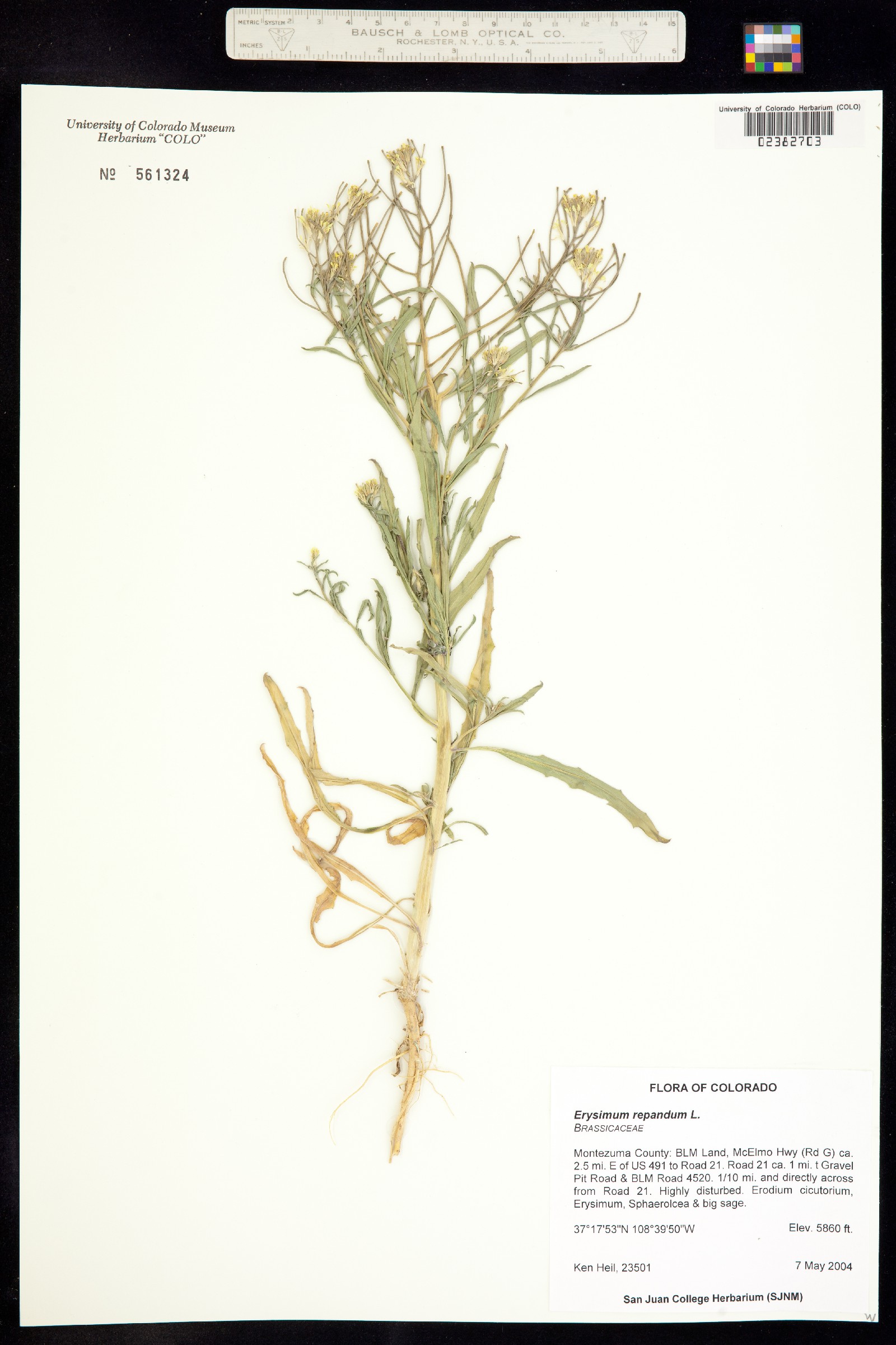 Erysimum repandum image