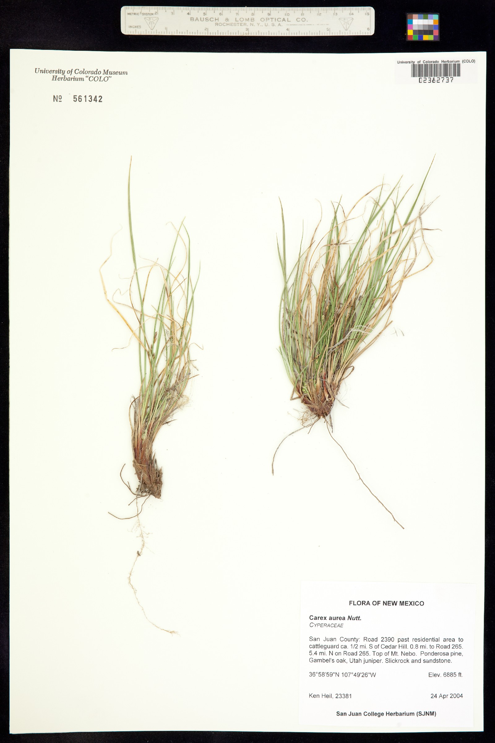 Carex aurea image