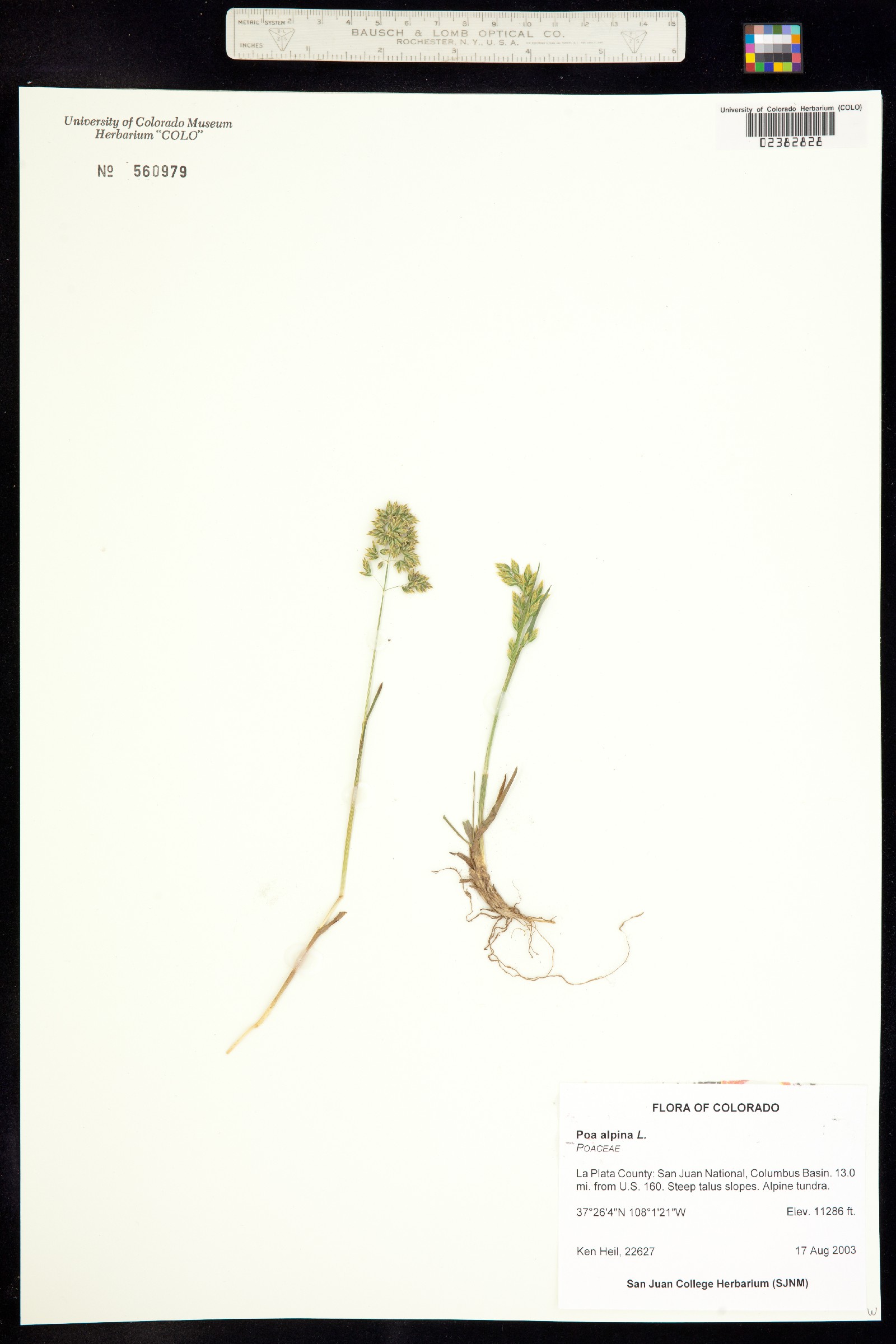 Poa alpina image