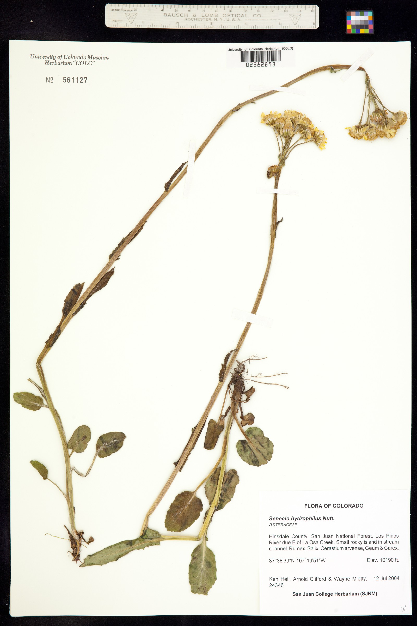 Senecio hydrophilus image