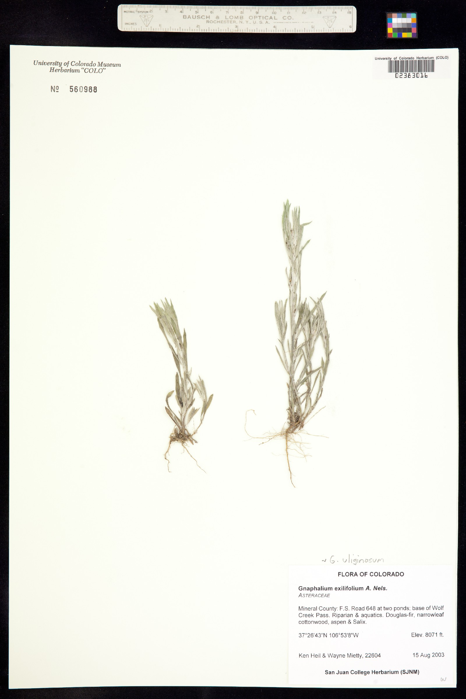 Gnaphalium exilifolium image