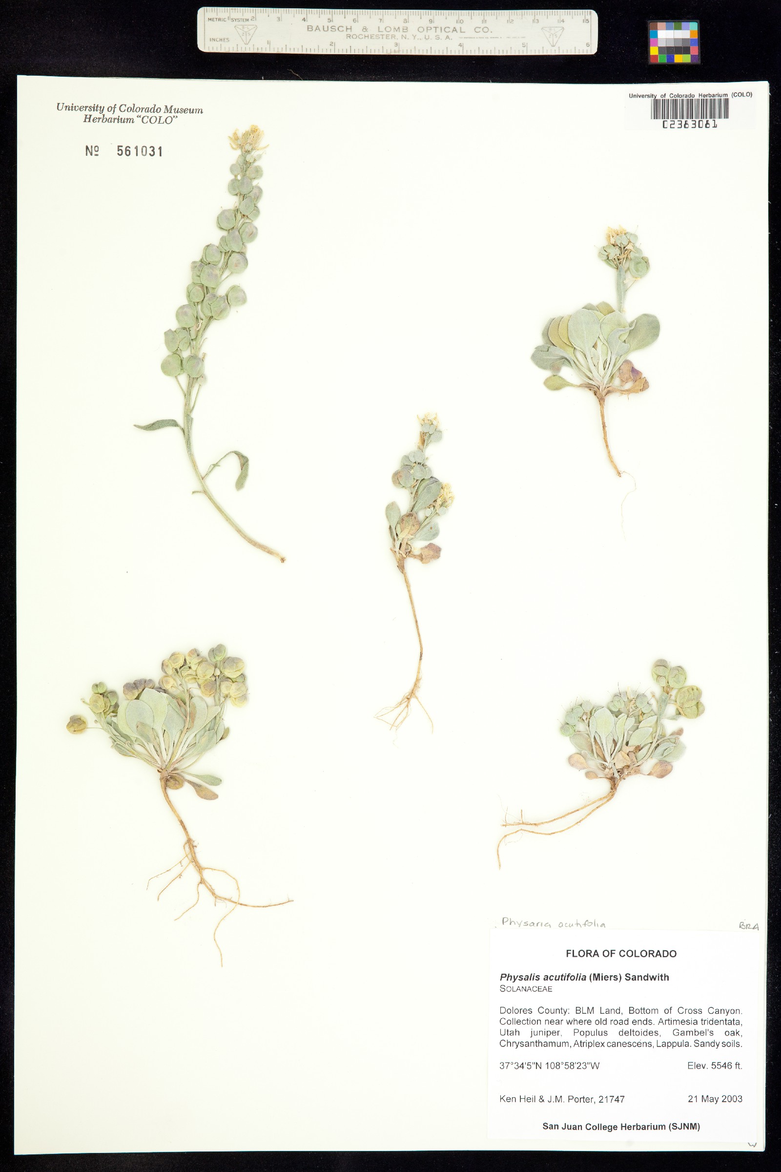 Physaria acutifolia image