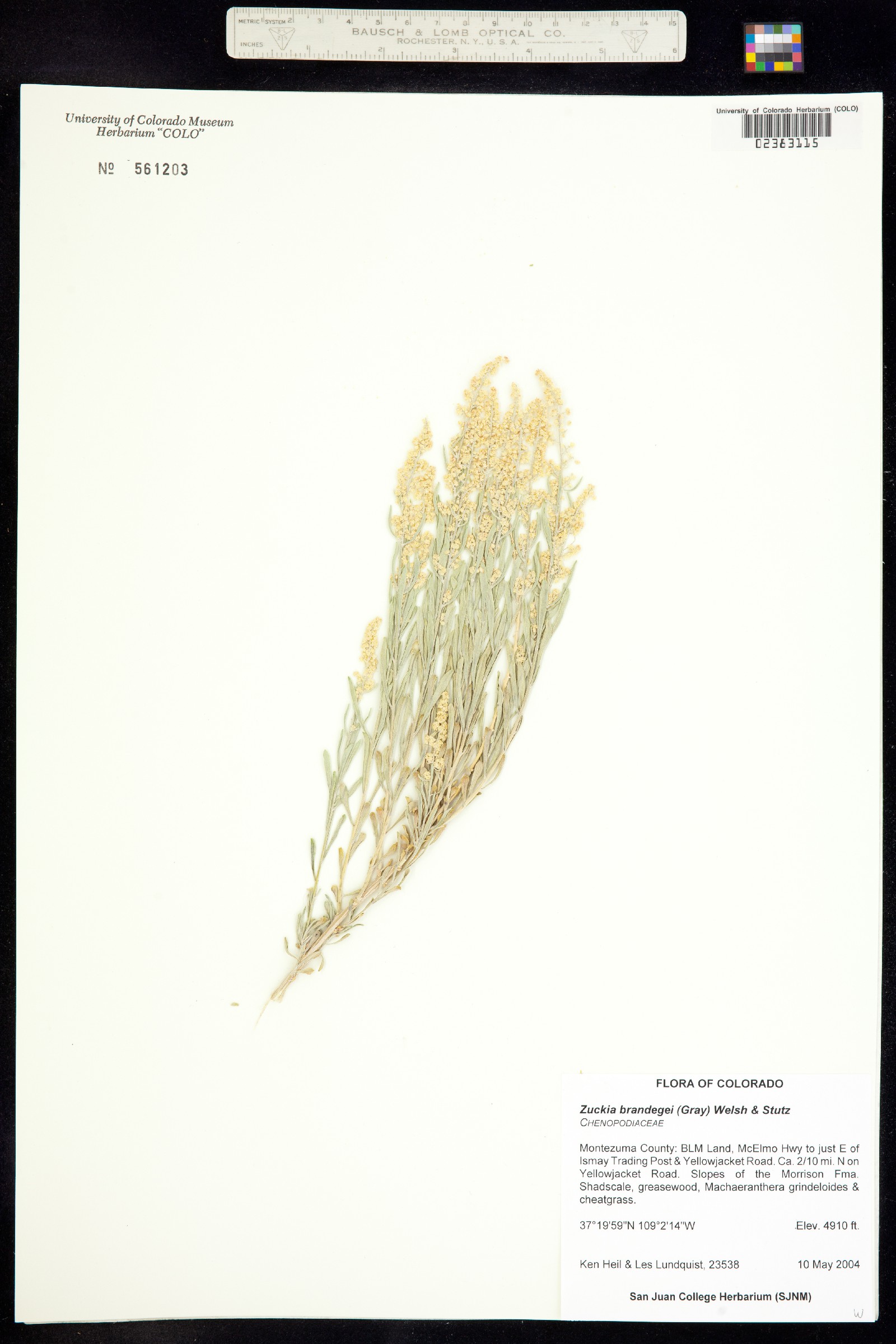 Zuckia brandegei image