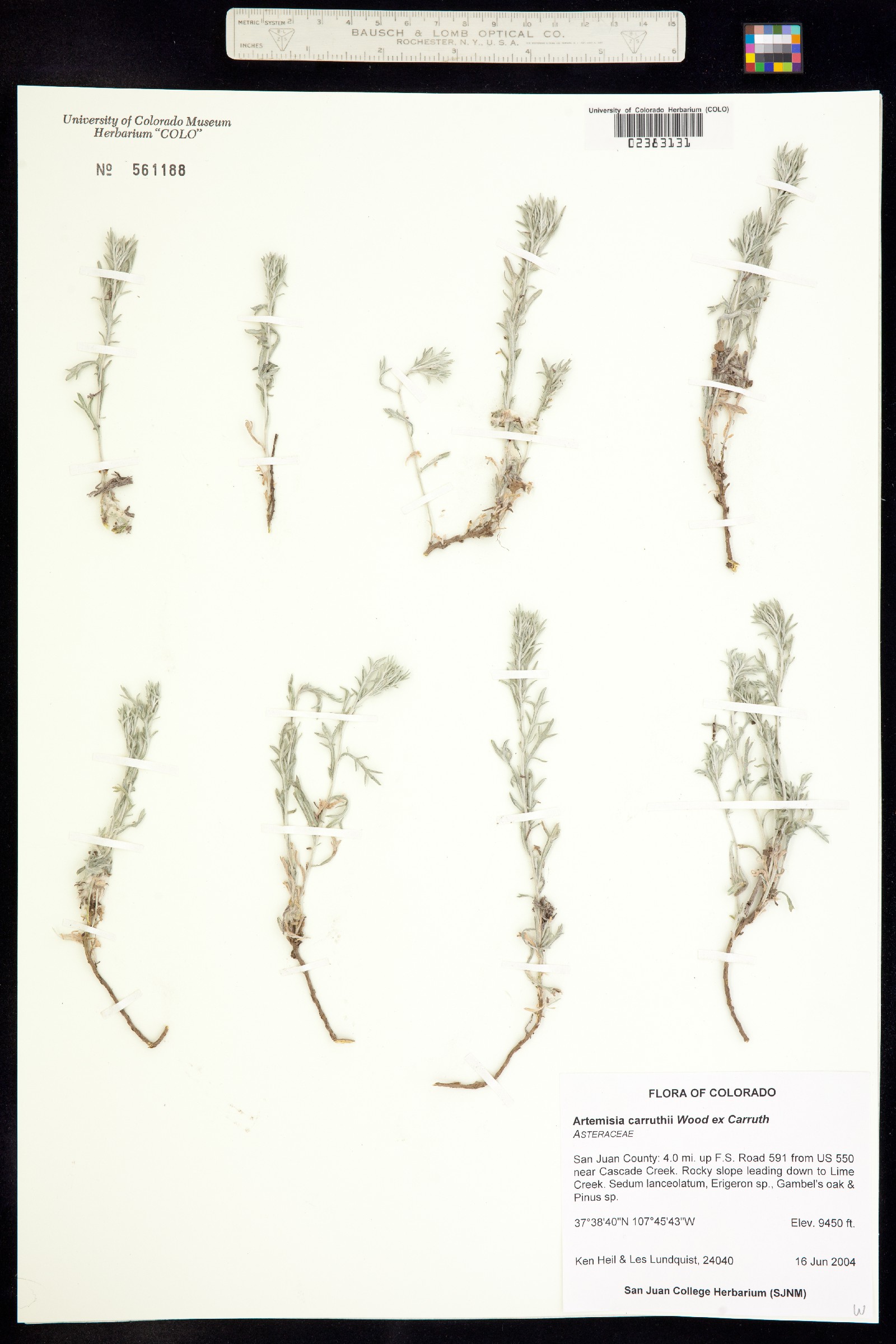 Artemisia carruthii image