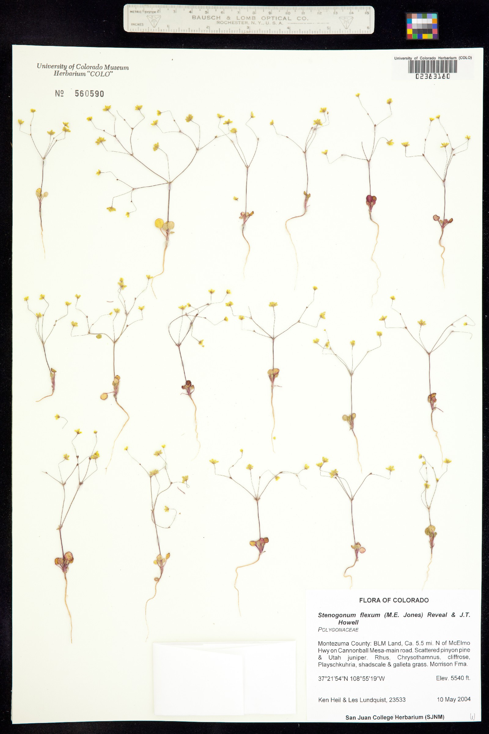 Stenogonum flexum image