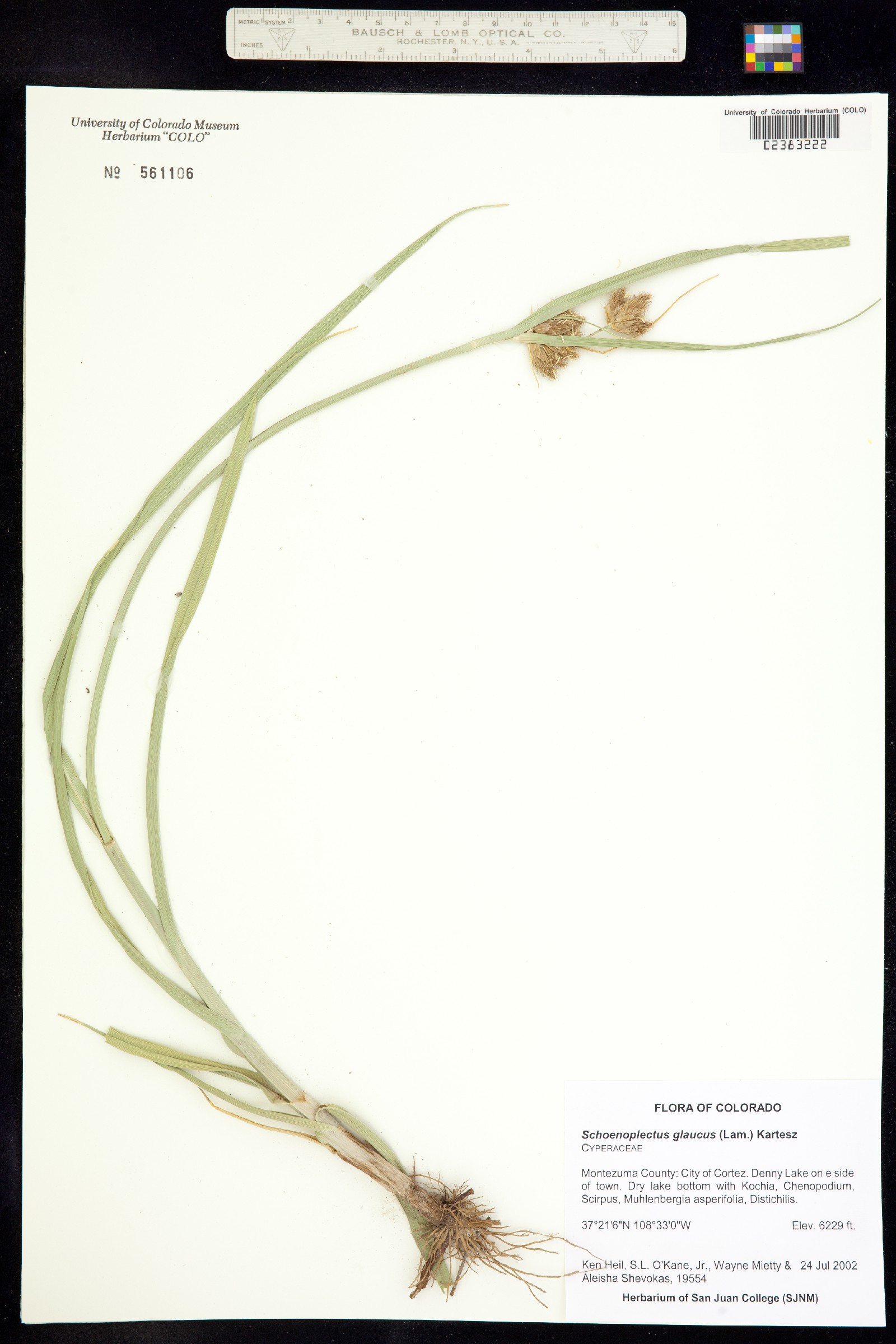 Bolboschoenus maritimus image