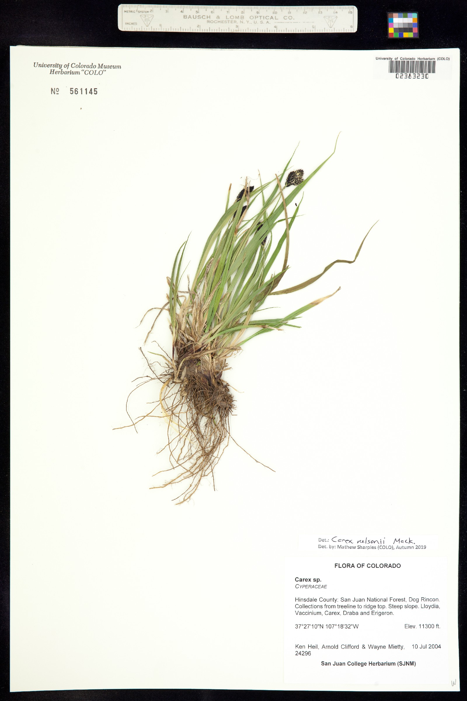 Carex nelsonii image