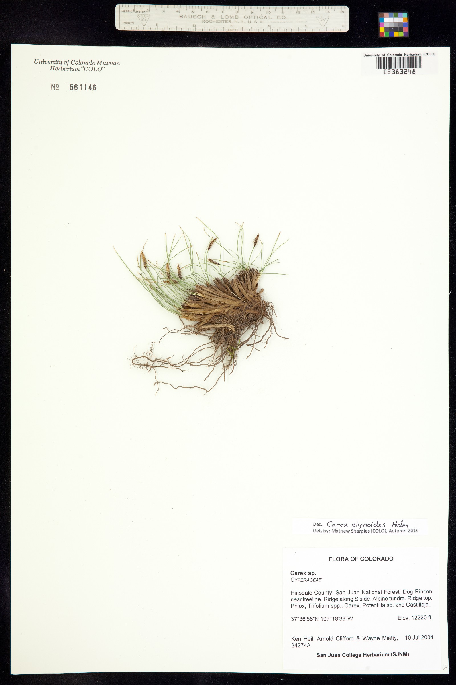 Carex elynoides image