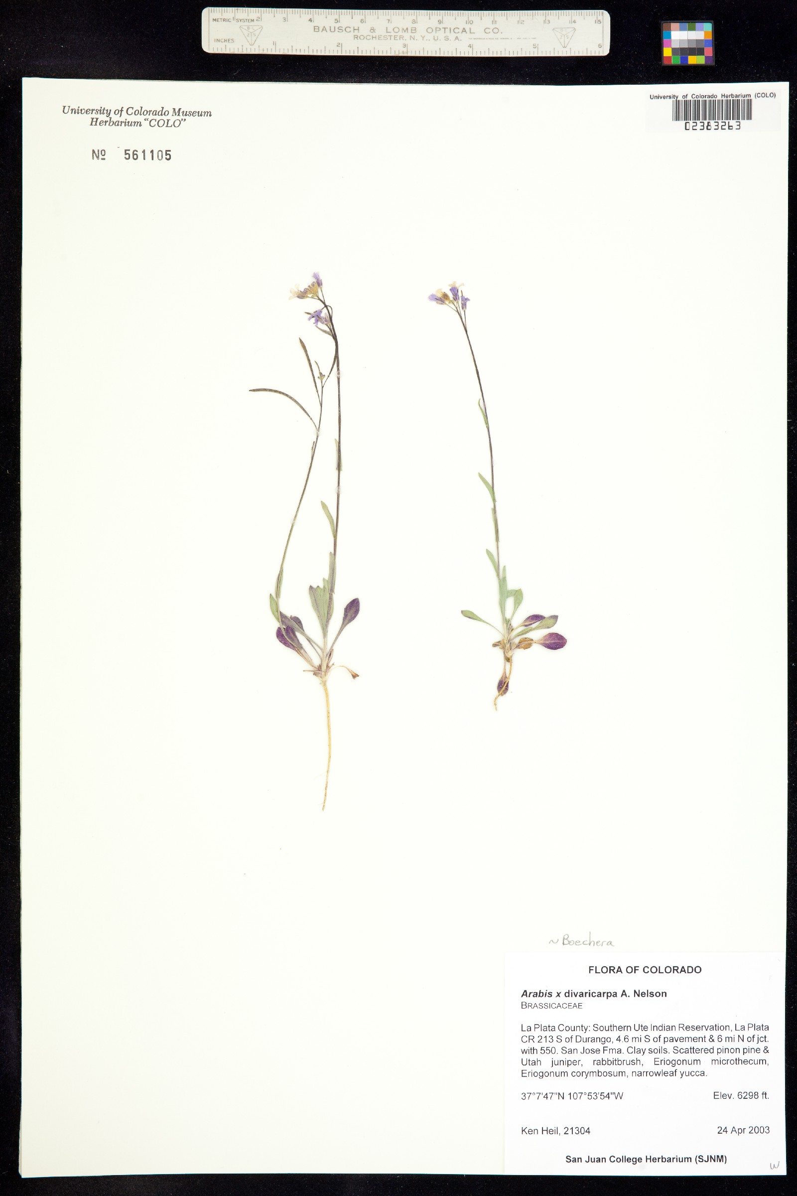 Boechera divaricarpa image