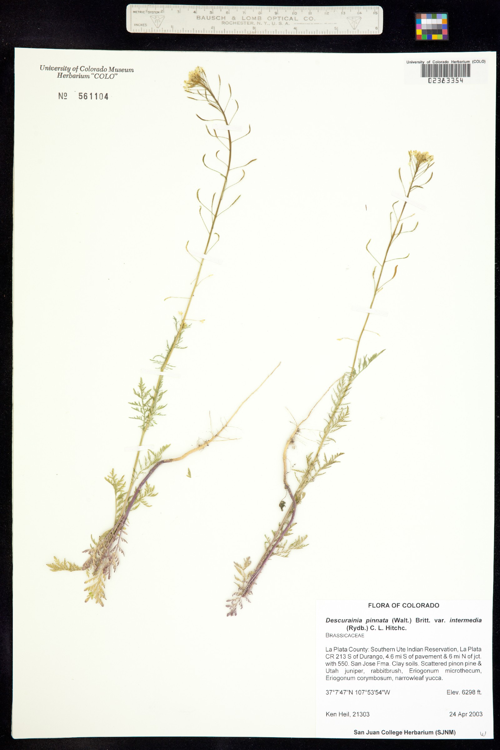 Descurainia pinnata subsp. intermedia image