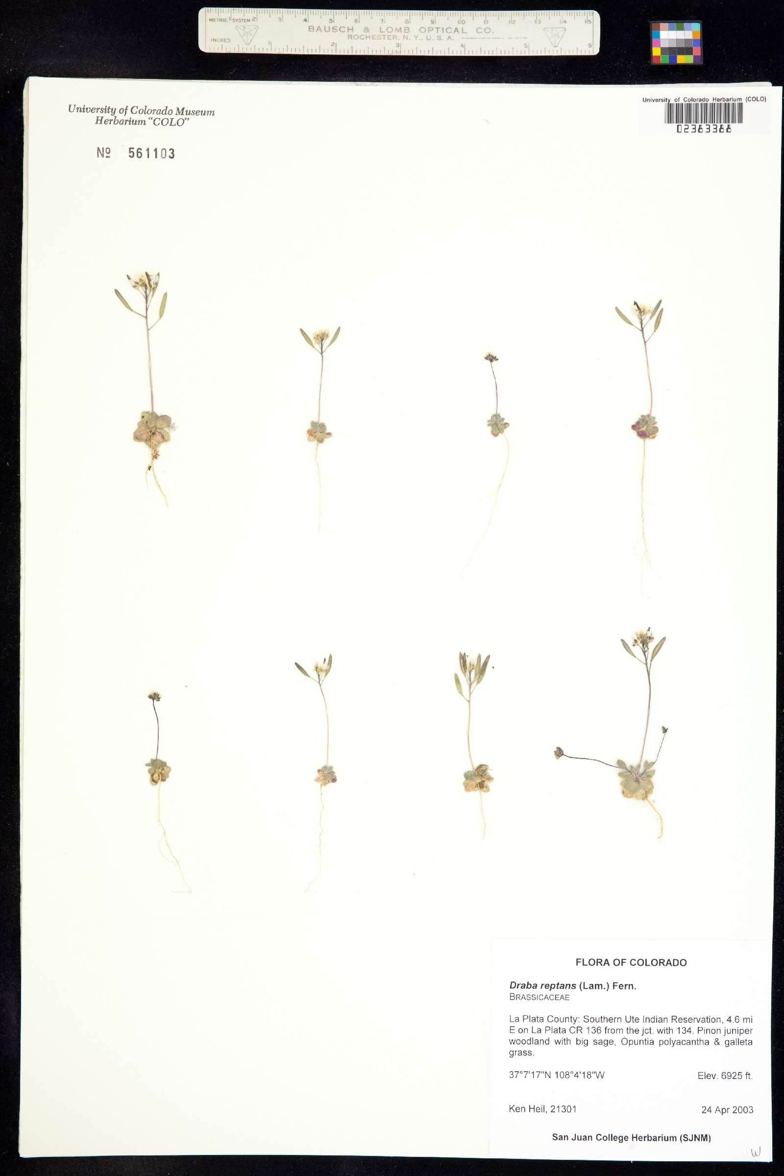 Draba reptans image