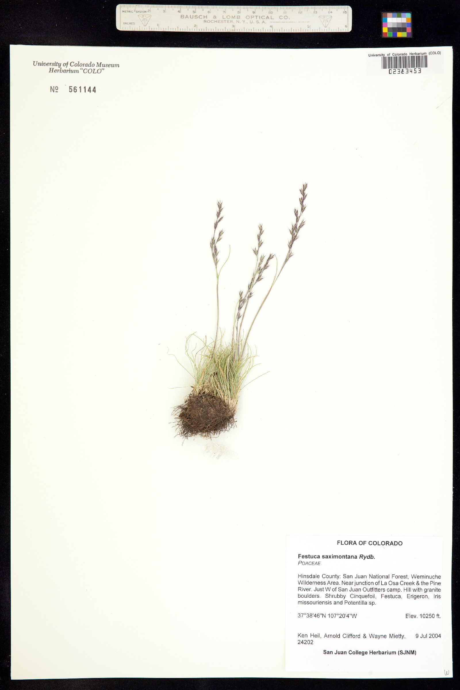 Festuca saximontana image