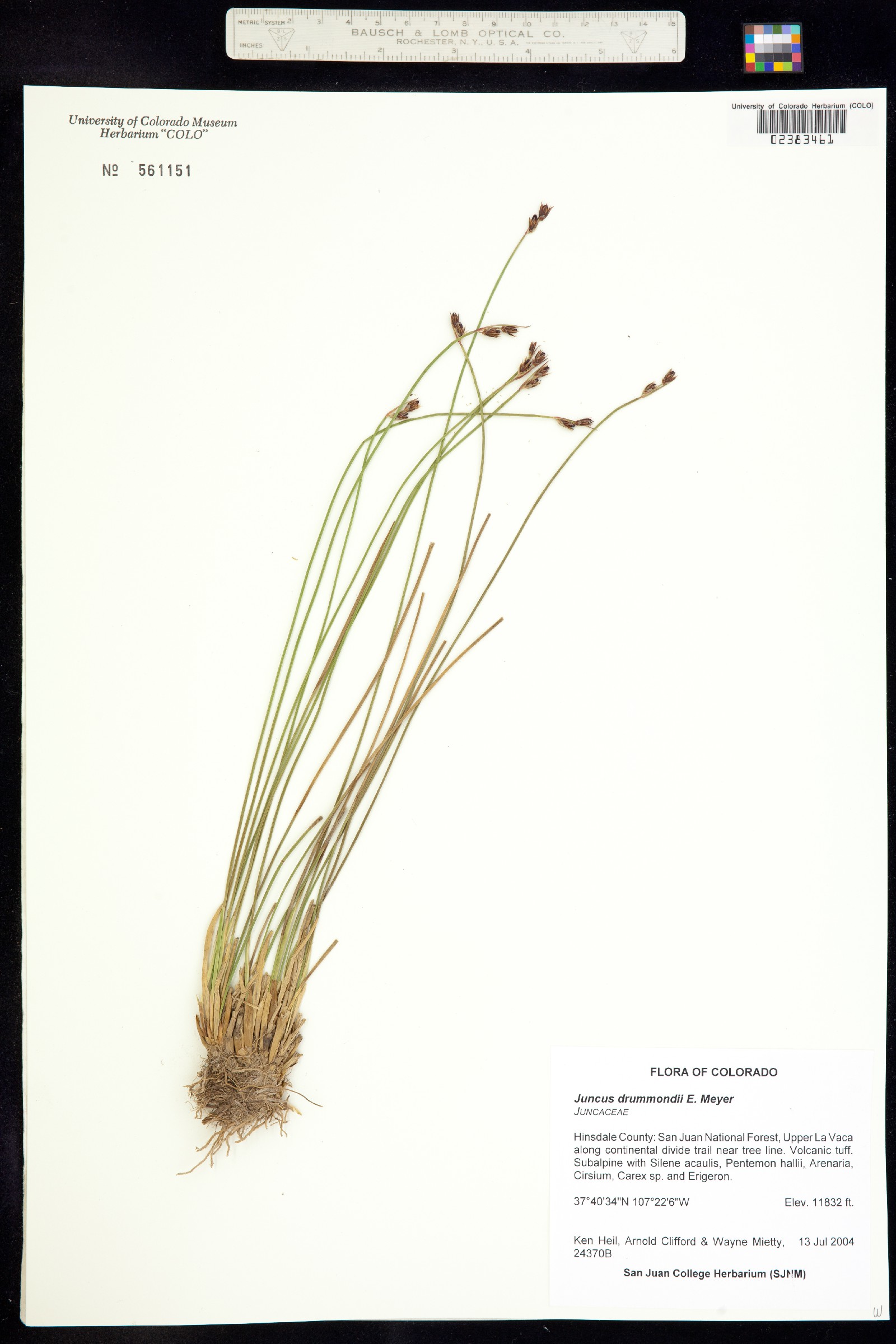Juncus drummondii image