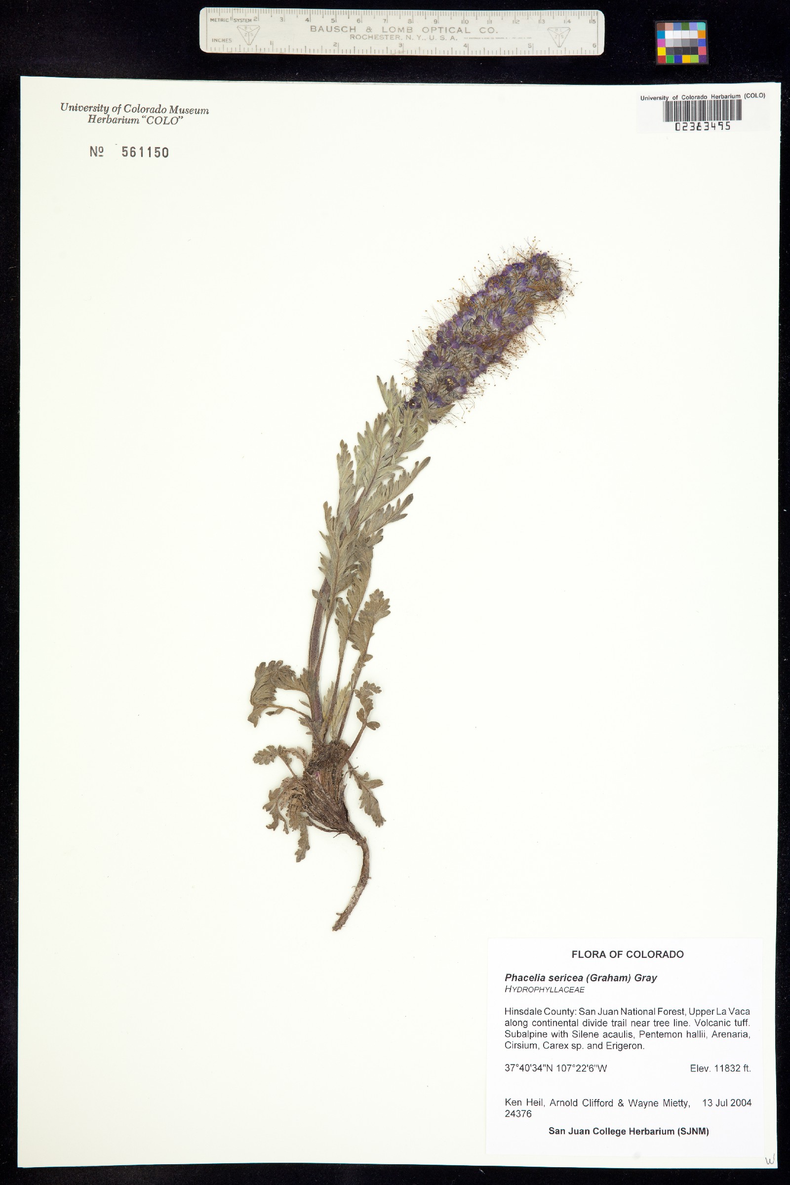 Phacelia sericea image