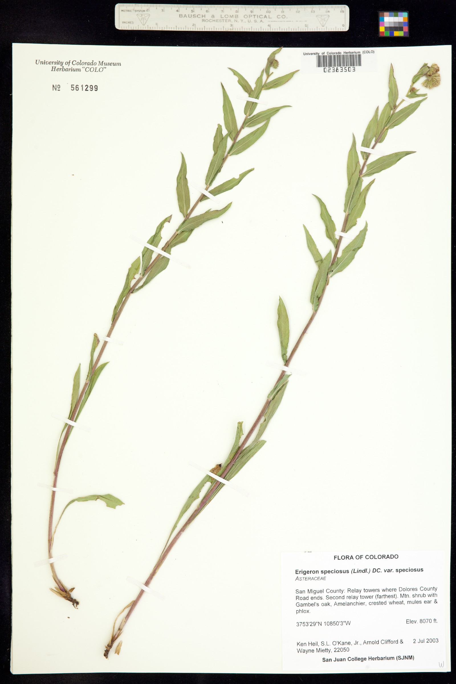 Erigeron speciosus image