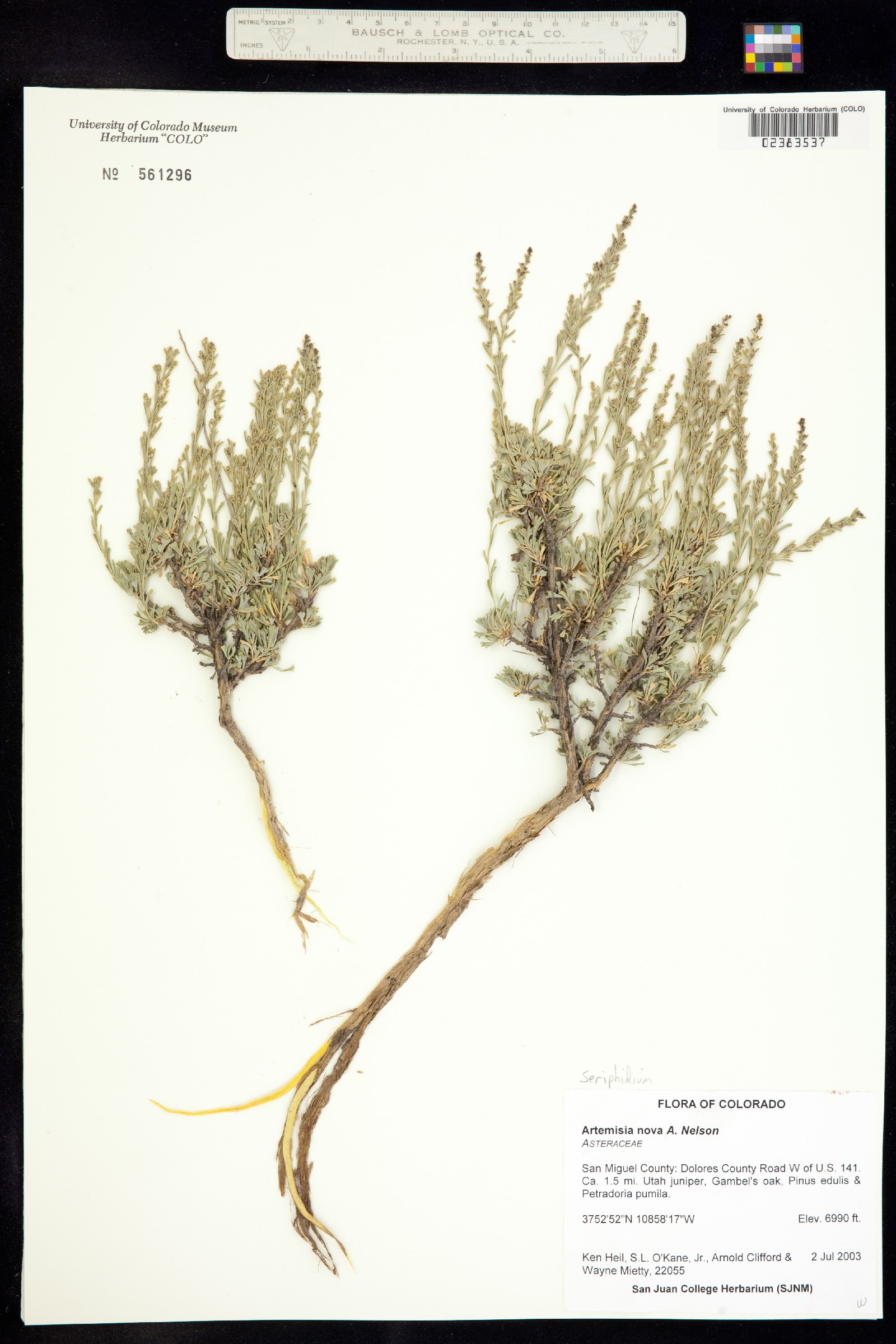Artemisia image
