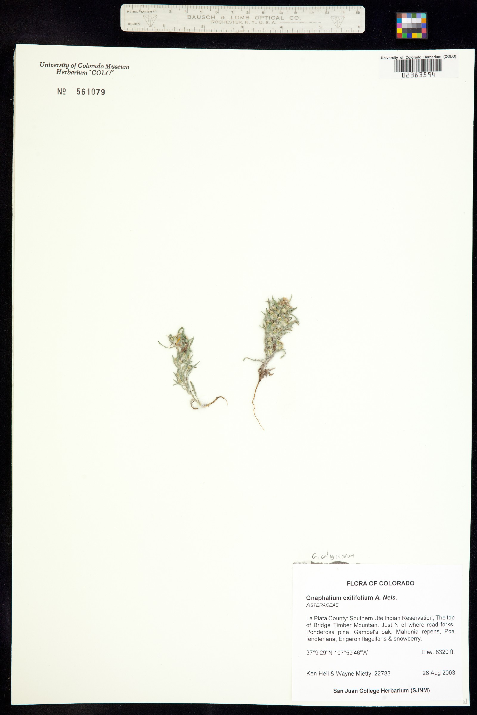 Gnaphalium exilifolium image
