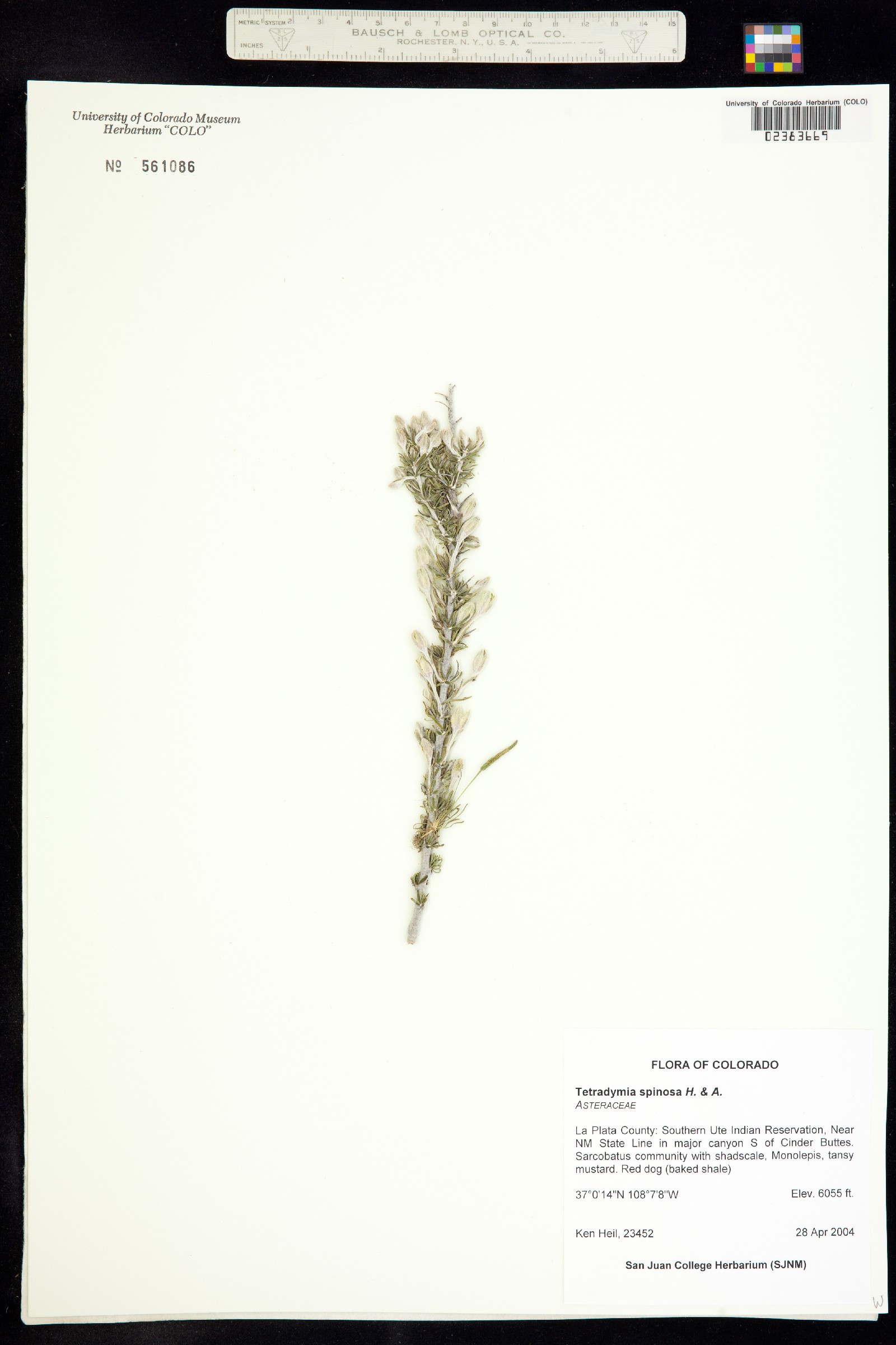 Tetradymia spinosa image