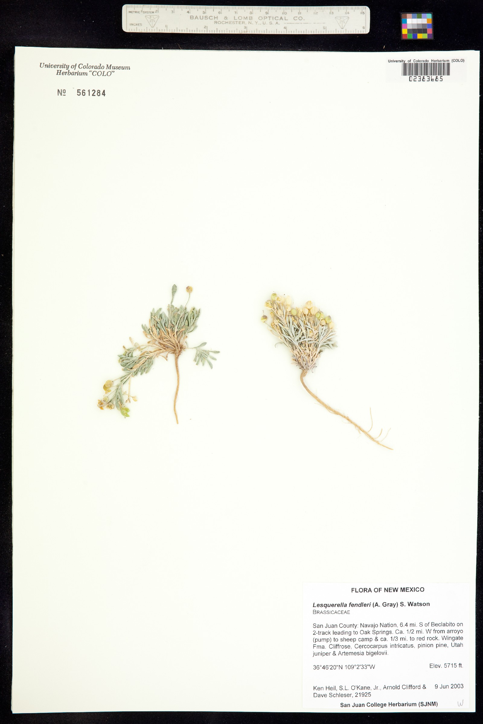 Physaria fendleri image