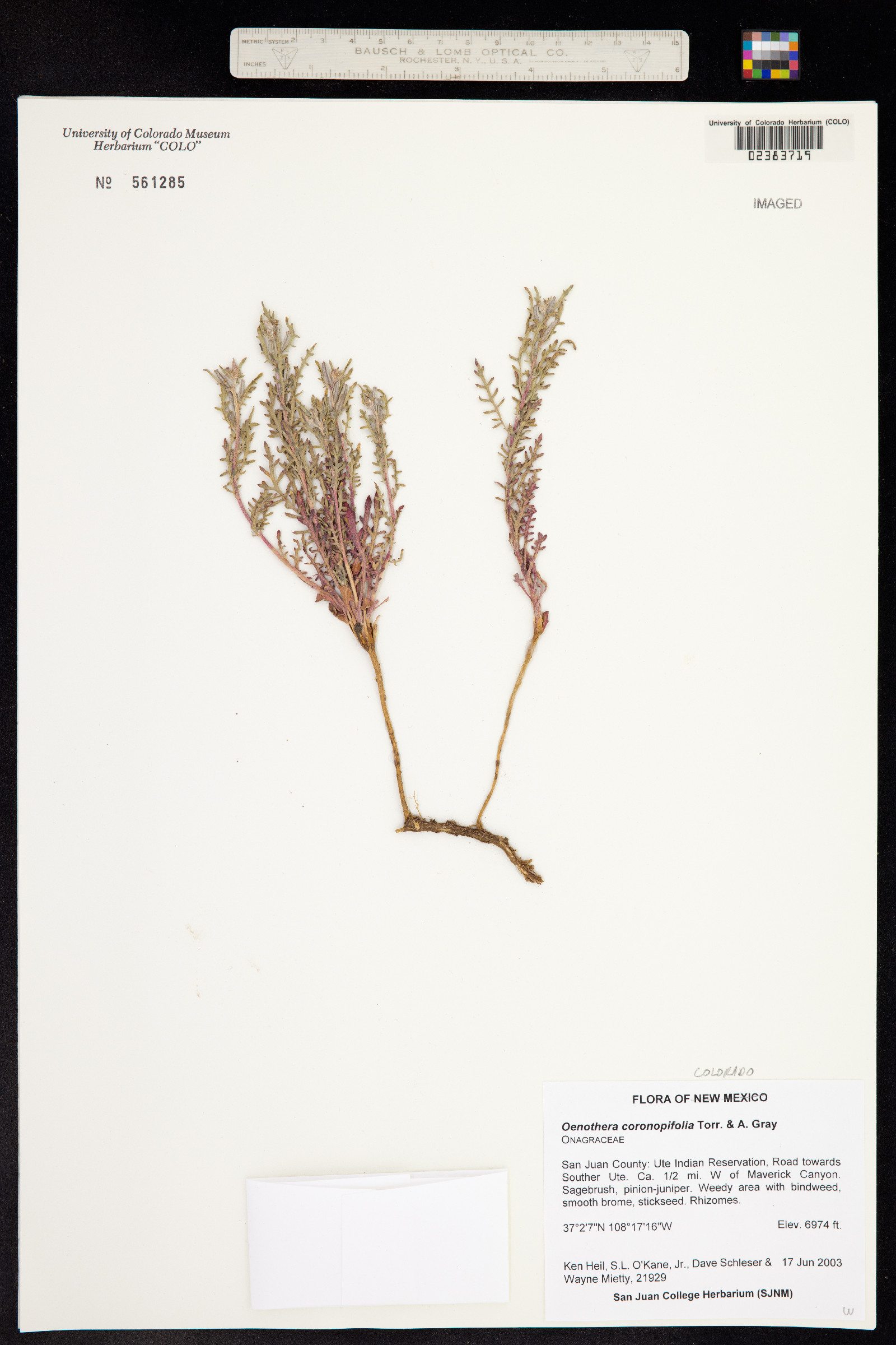 Oenothera coronopifolia image