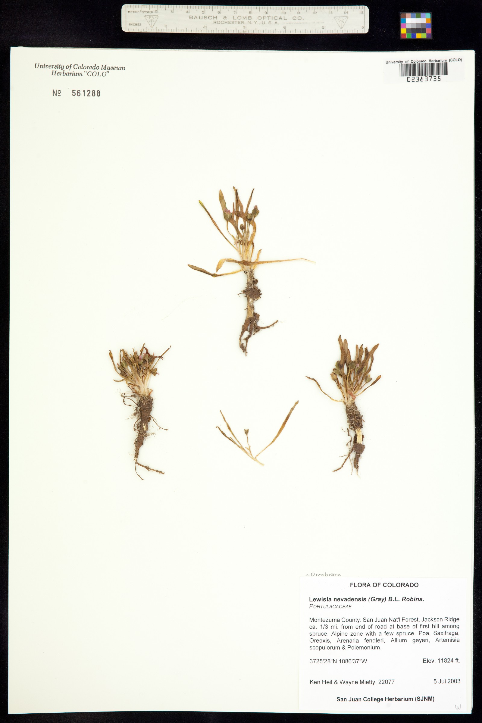 Oreobroma nevadensis image