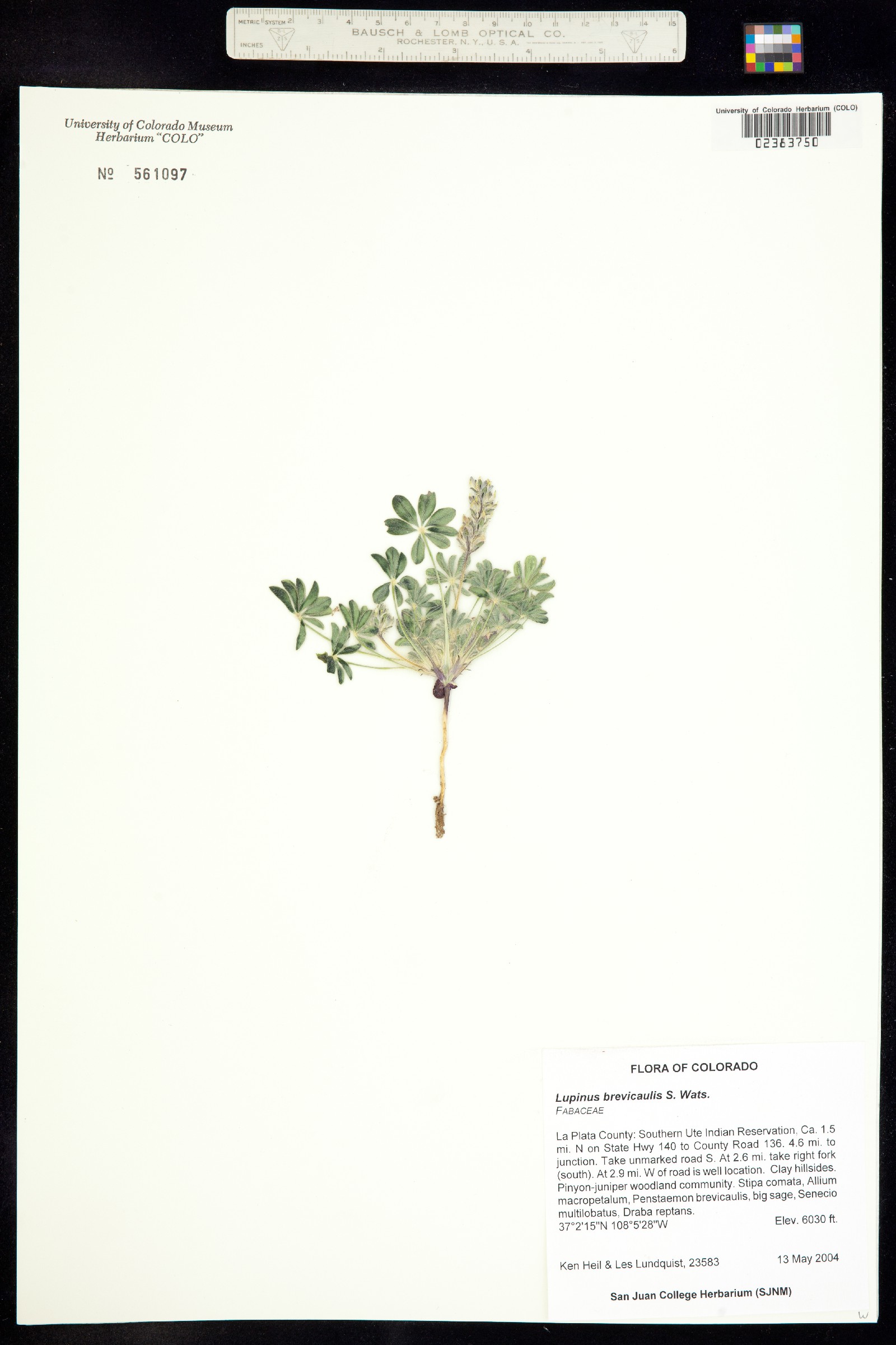 Lupinus brevicaulis image