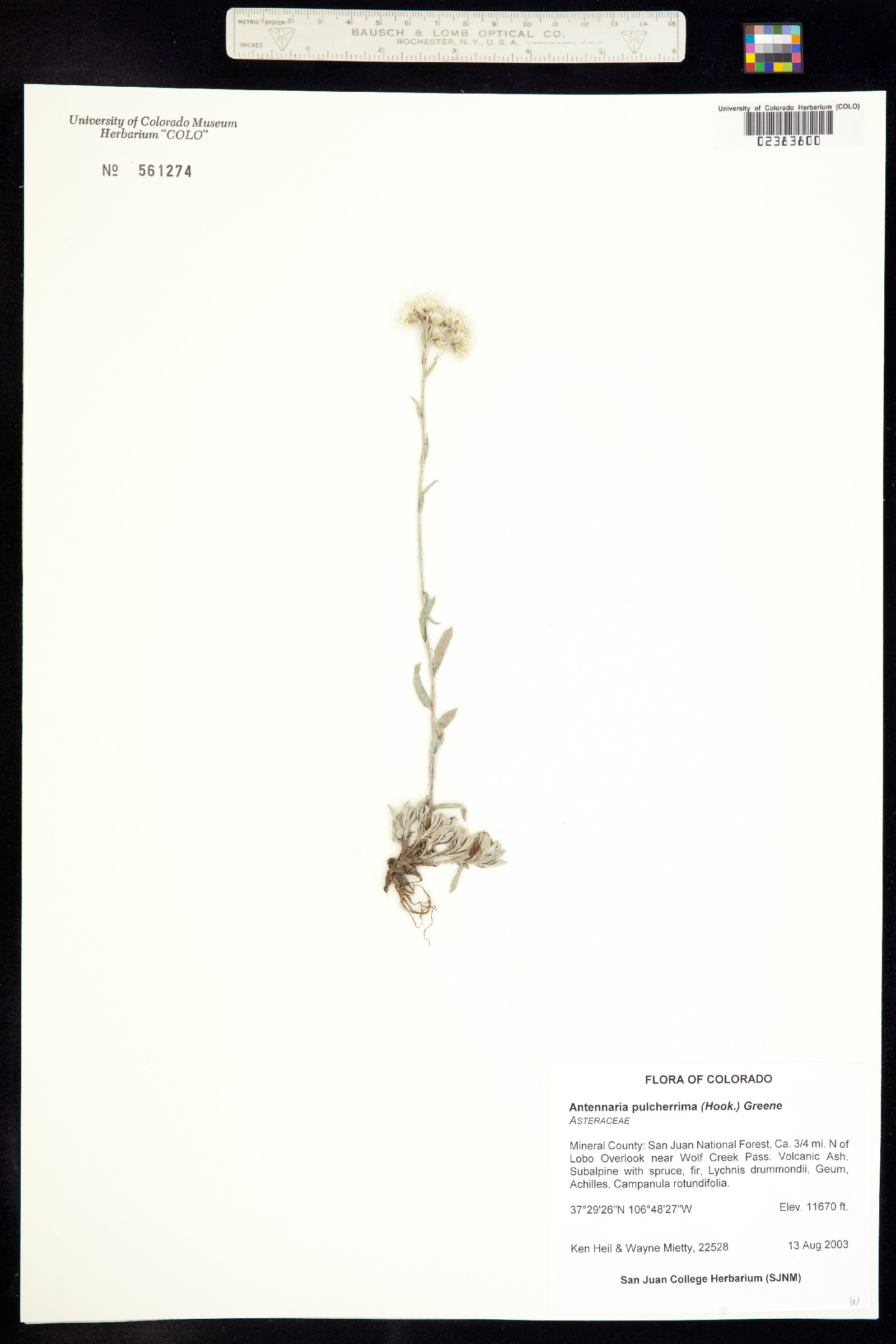 Antennaria pulcherrima image