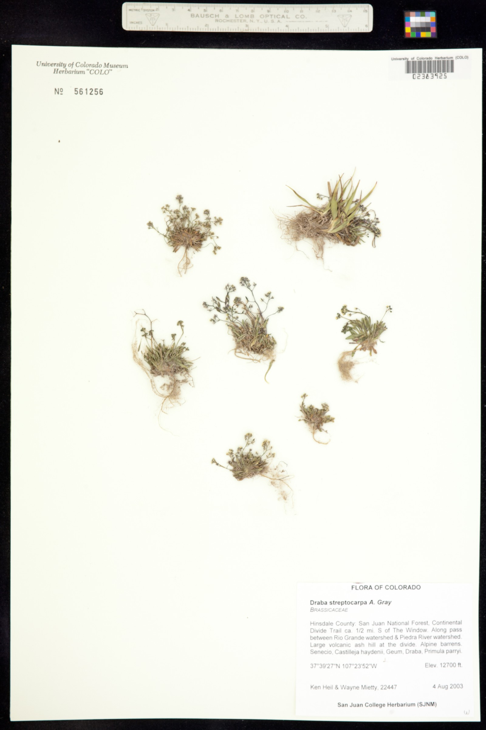 Draba streptocarpa image