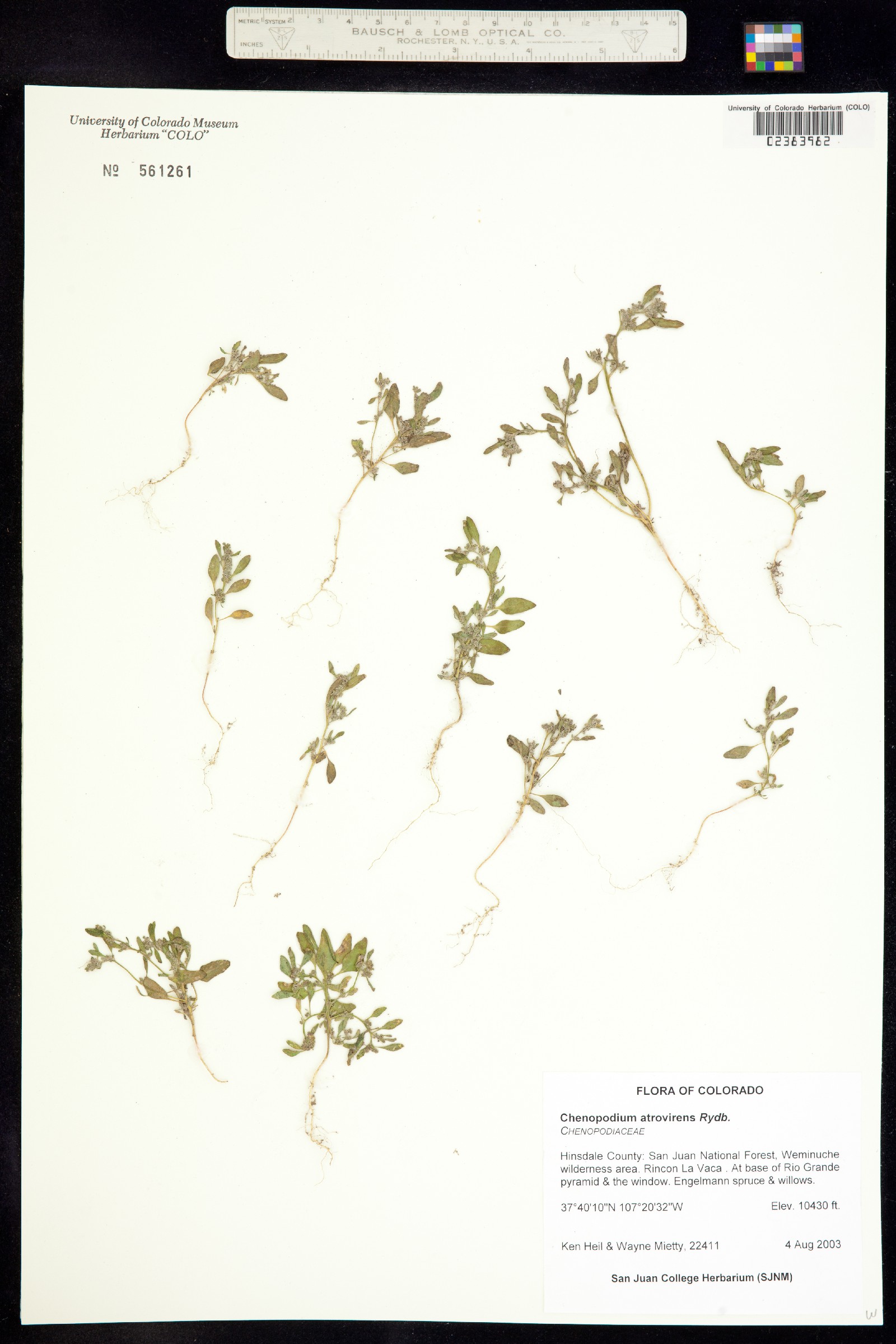 Chenopodium atrovirens image