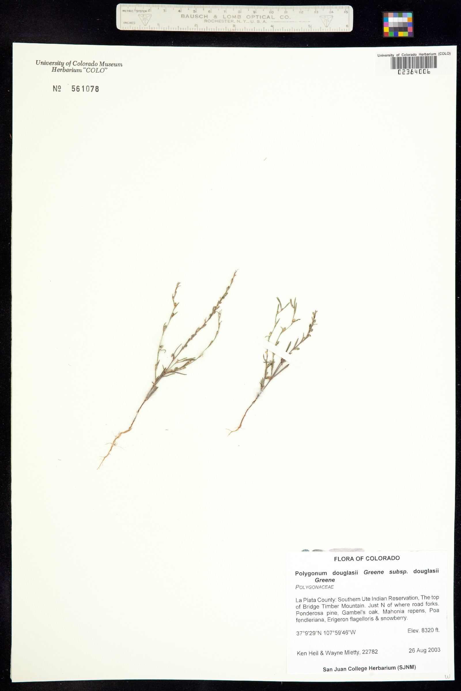 Polygonum douglasii image