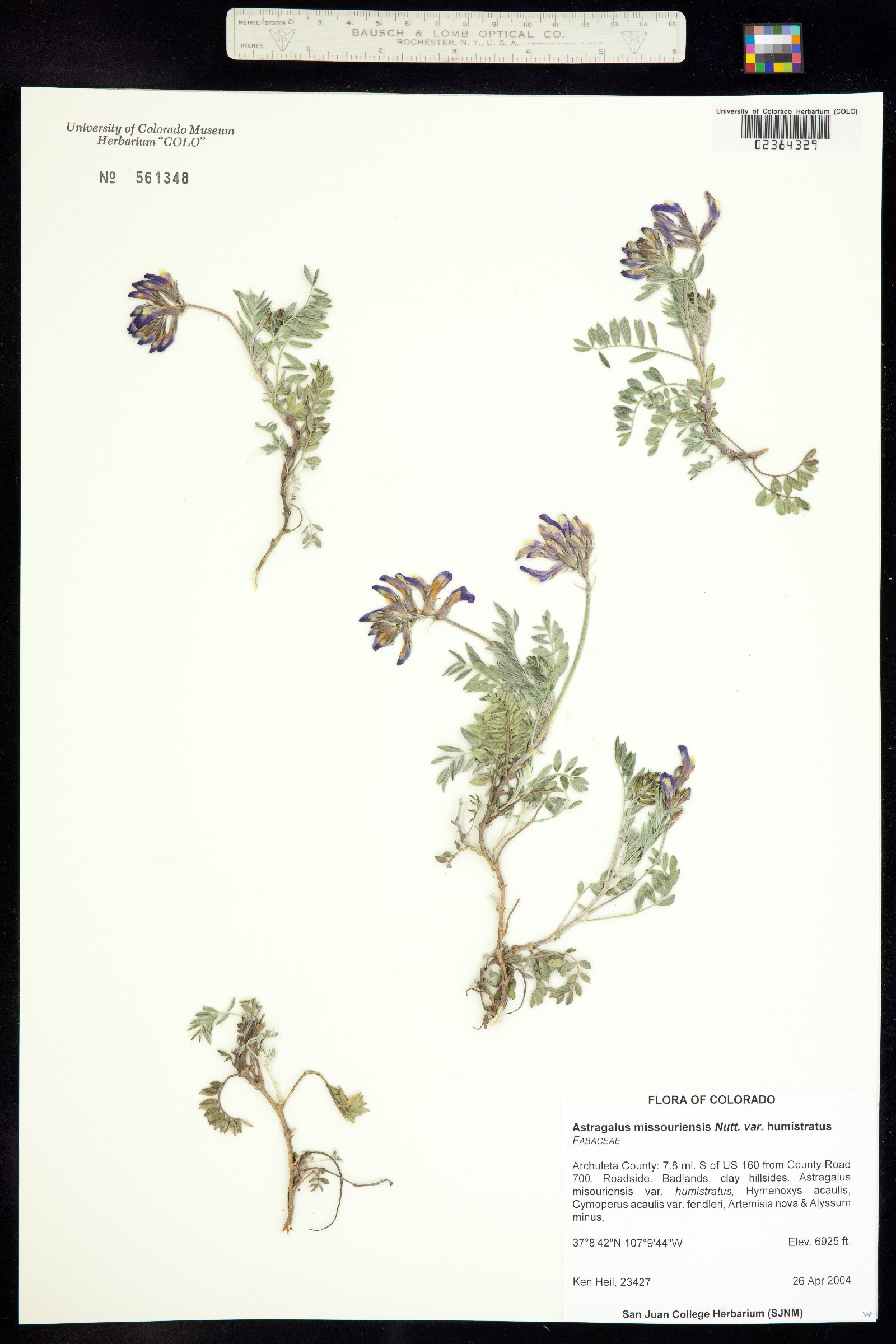 Astragalus missouriensis var. humistratus image