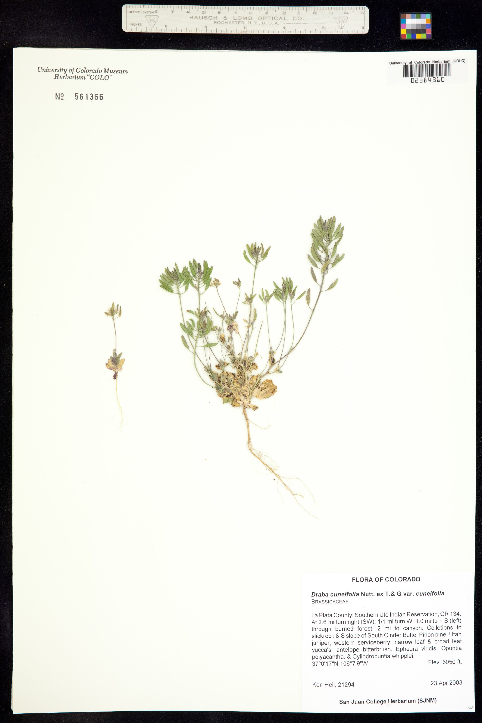 Draba cuneifolia image