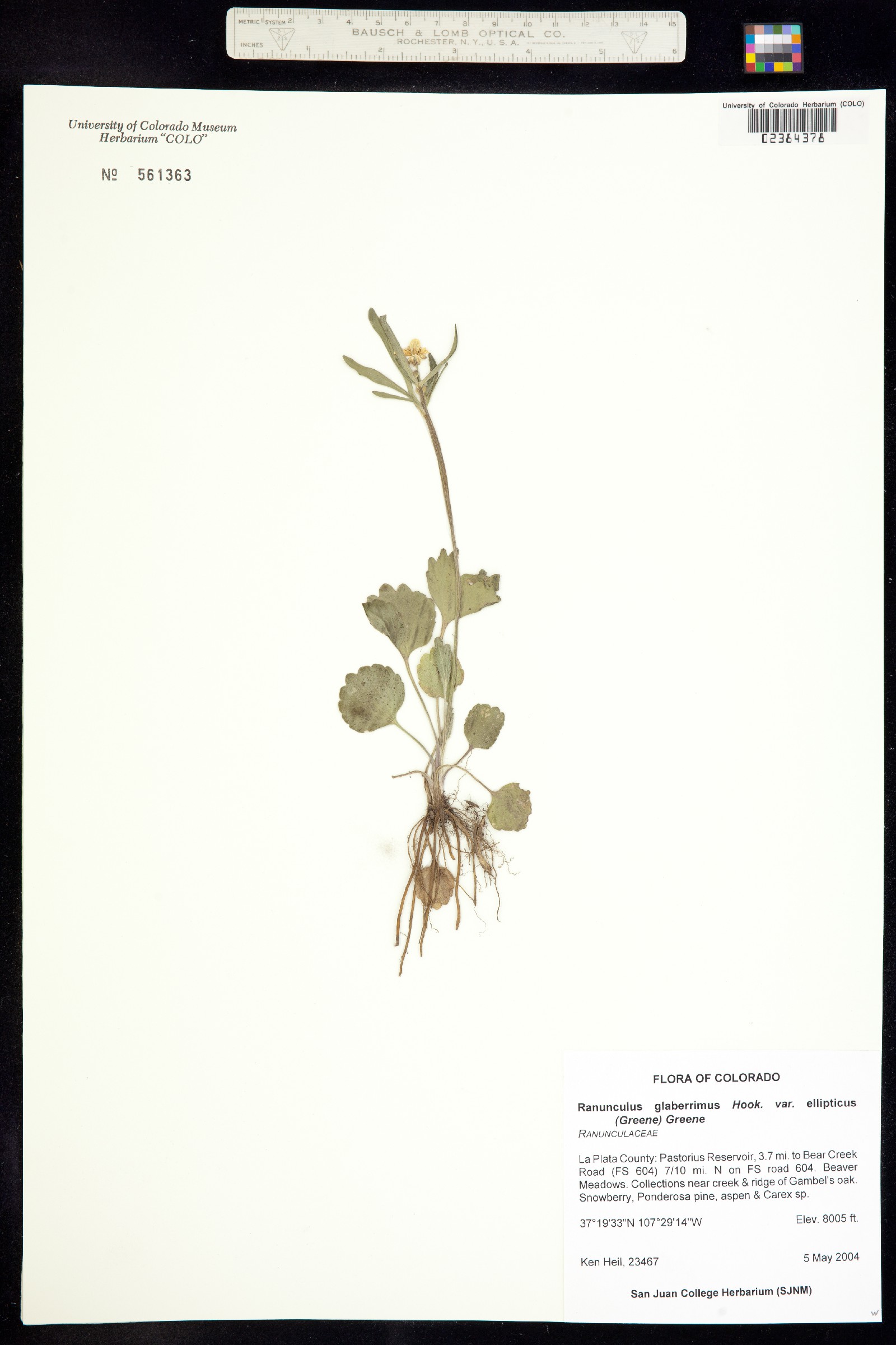 Ranunculus glaberrimus var. ellipticus image