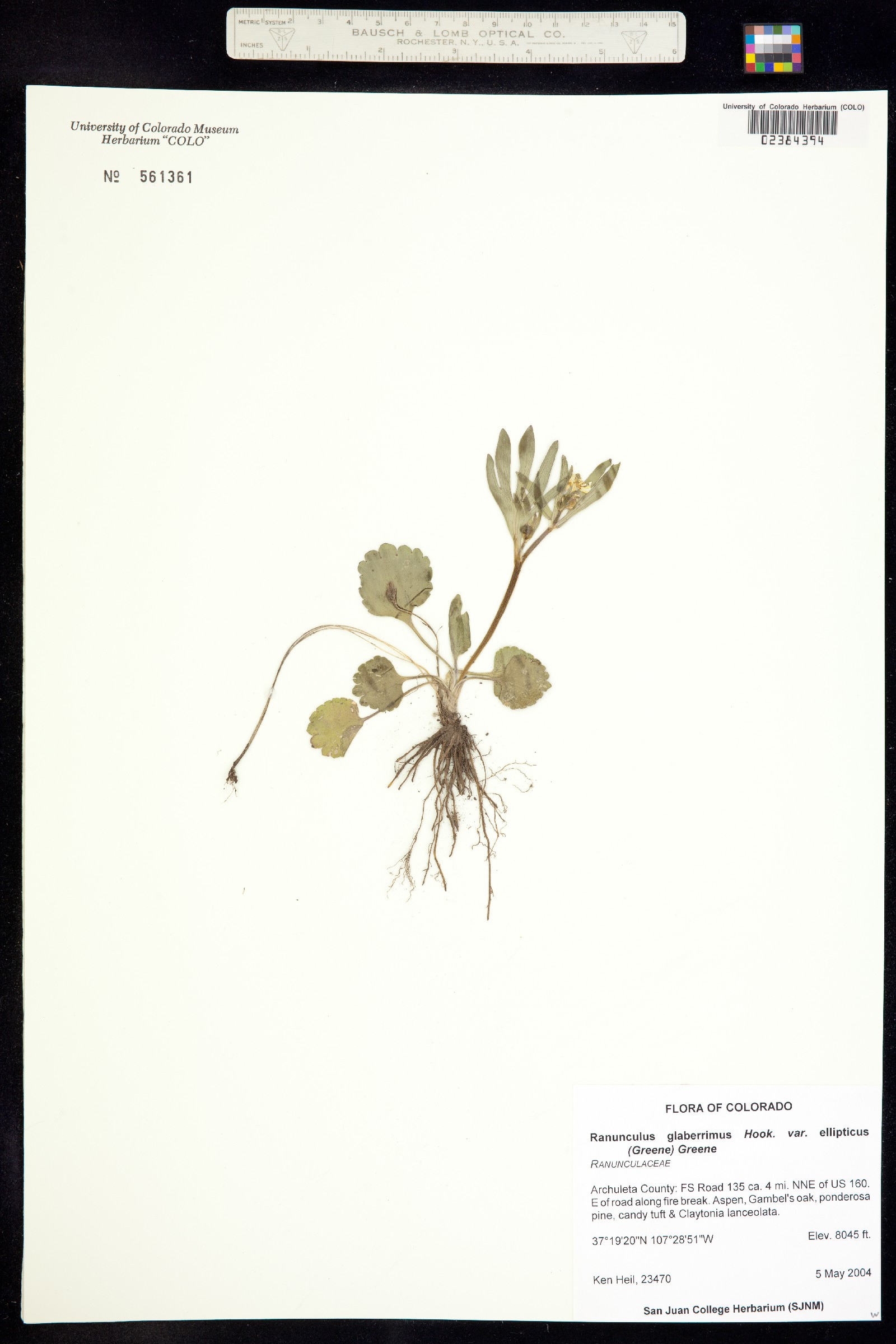 Ranunculus inamoenus var. inamoenus image
