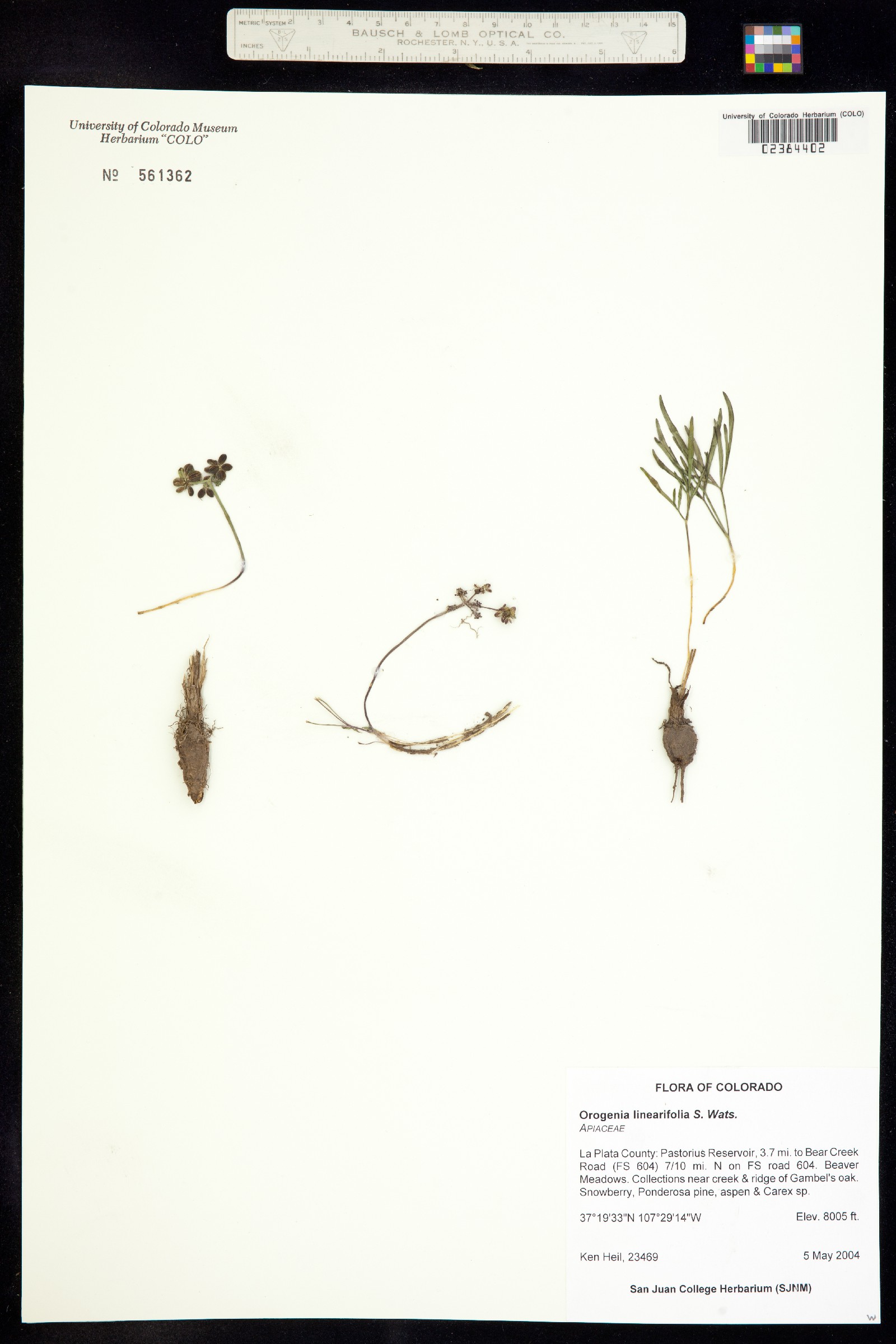 Orogenia linearifolia image