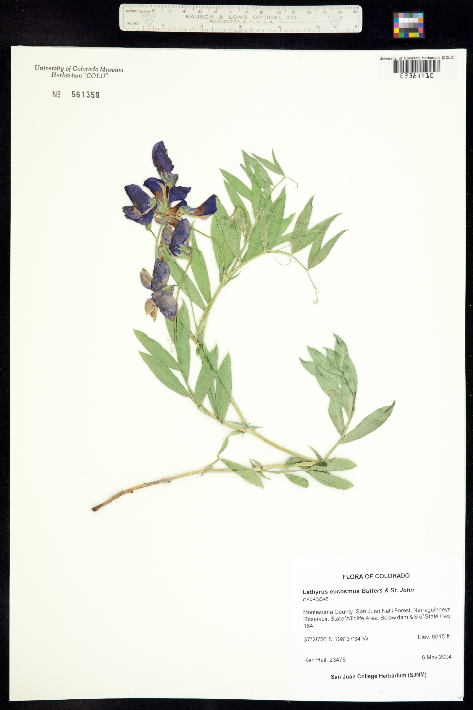 Lathyrus eucosmus image