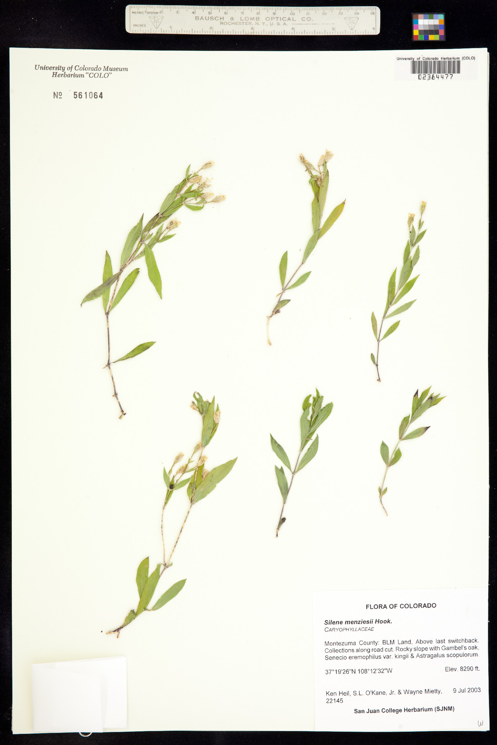 Silene menziesii image