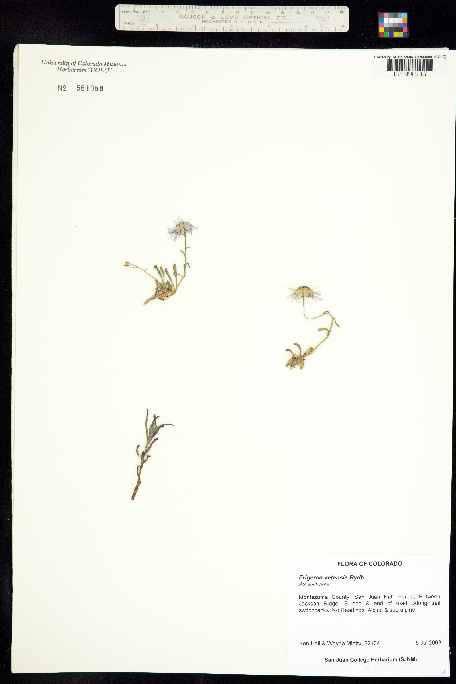 Erigeron vetensis image