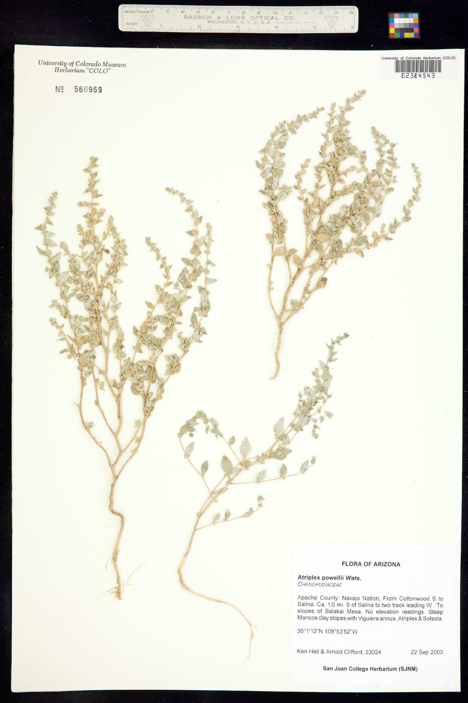 Atriplex powellii image