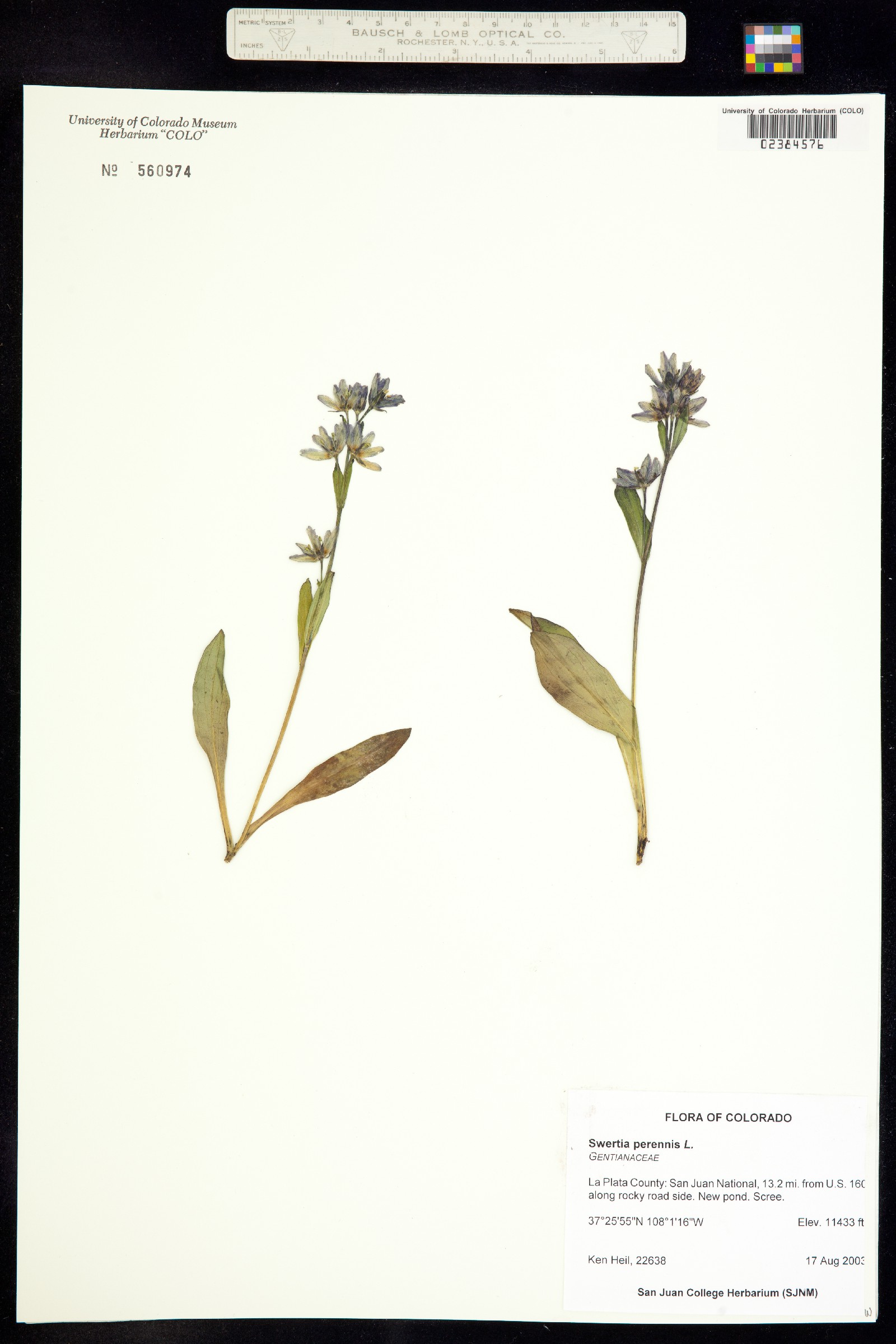 Swertia image