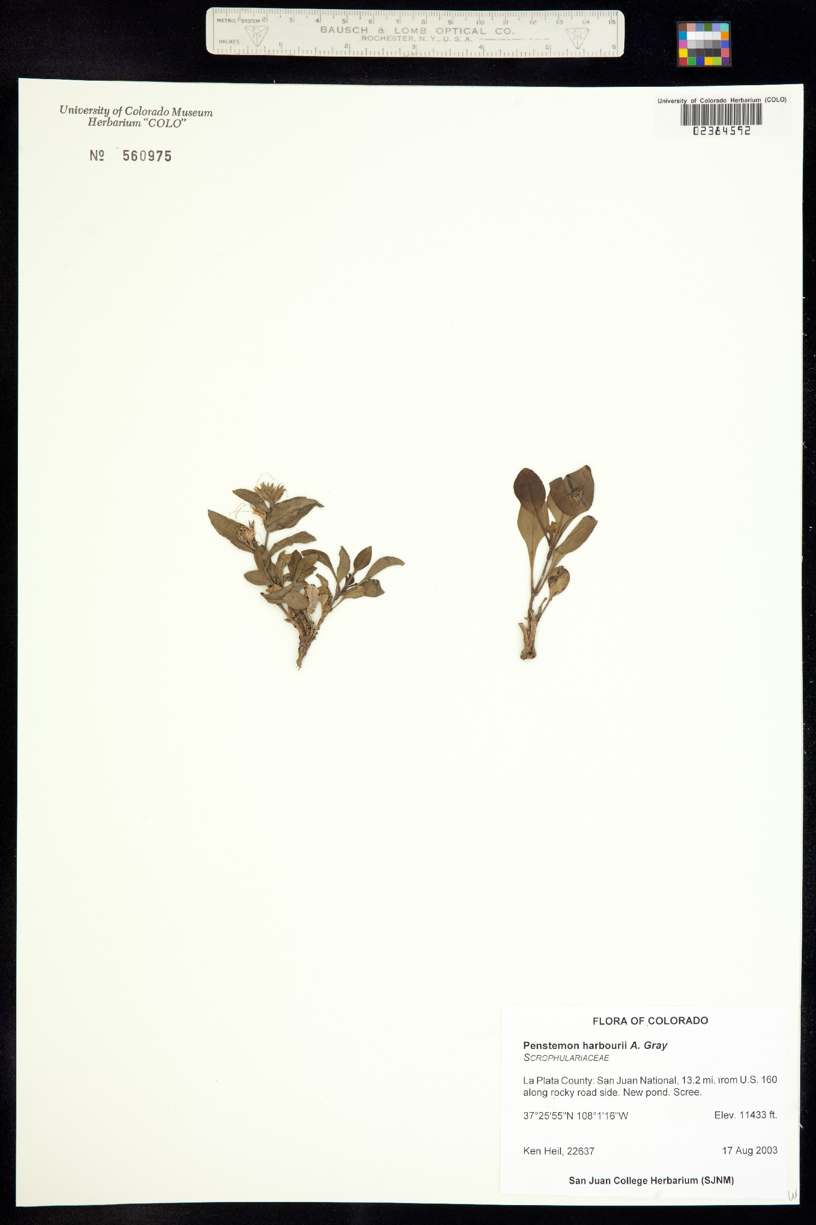 Penstemon harbourii image