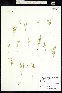 Tagetes micrantha image